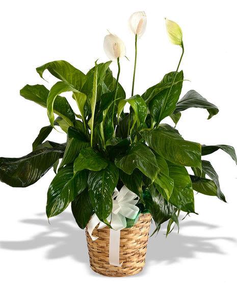 Peace Lily - A meaningful way to express your love and sympathy, the peace lily is a timeless gift during moments of loss. With its graceful white blooms and rich green leaves, it symbolizes peace, healing, and the gentle renewal of life.
