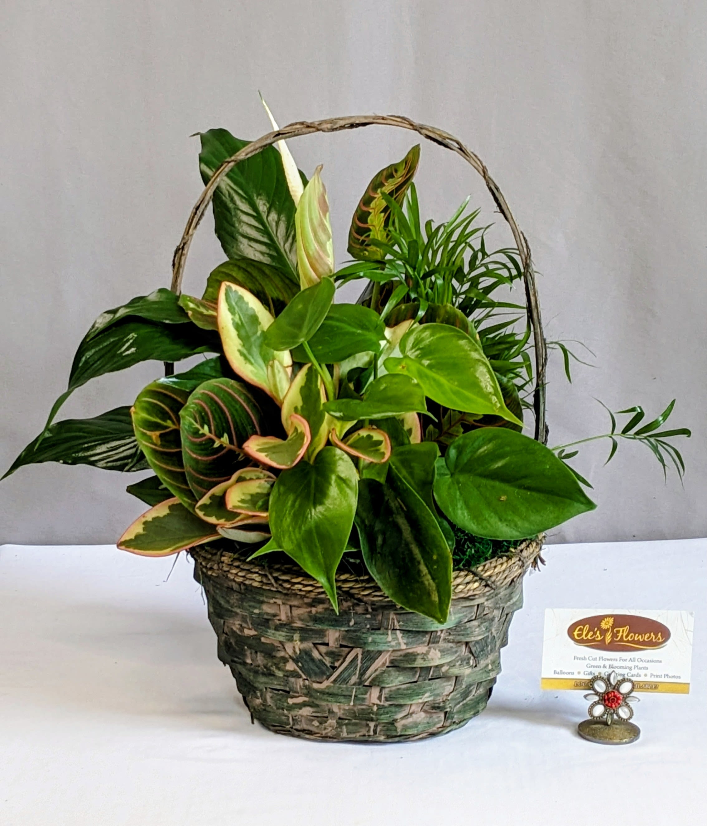 Classic Dish Garden - 8" Basket - This thoughtfully designed dish garden is nestled in a natural woven basket and filled with a soothing mix of lush green plants. Full of life and quiet beauty, it’s a meaningful way to offer comfort, peace, and support during times of sympathy or remembrance. Long-lasting and easy to care for, this living planter brings a gentle sense of calm and a lasting reminder of care to any space.  All dish gardens are very easy care - only requiring bright indirect light. We include all care instructions to keep them looking their best. Over time the plants can be transplanted into separate containers as they grow.  Approximately 5 plants per basket.  Approximate Dimensions: 19"H x 15"W