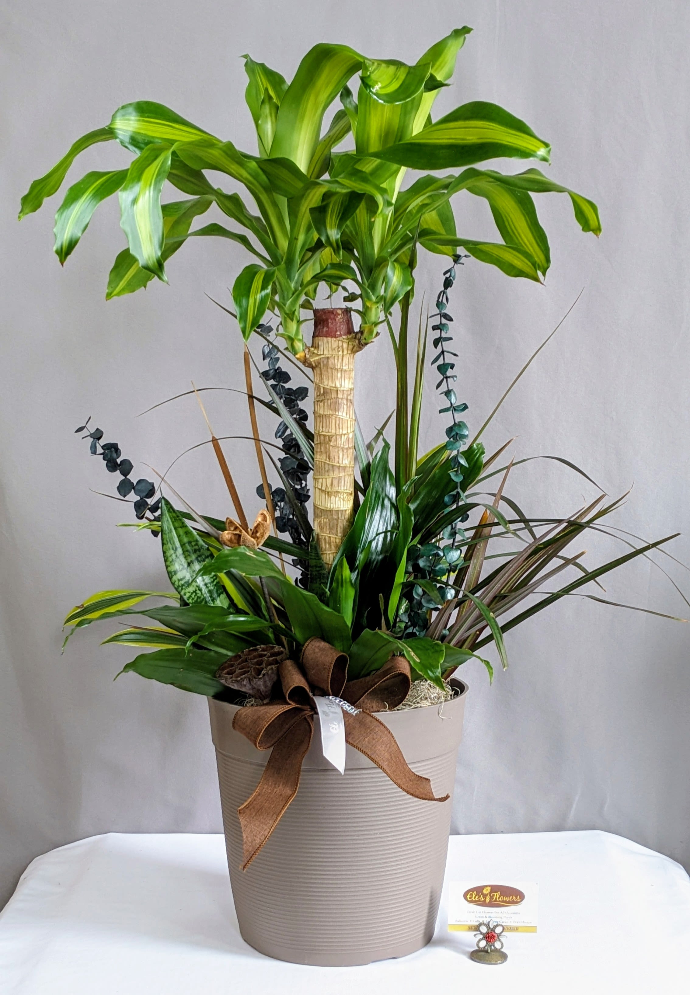 Tropical Combo - 8" Planter - This lush mixed planter brings together a striking blend of texture, height, and rich greenery for a bold, modern statement. Featuring the upright elegance of Dracaena marginata, the broad, tropical leaves of the Corn Plant, the sculptural, upright blades of the Snake Plant, and complementary dracaena varieties, this arrangement creates a dynamic, layered look that feels both structured and natural. Each plant adds its own unique character, resulting in a full, balanced design that draws the eye from every angle.  Designed in a large container, this combination makes an impressive focal point—perfect for entryways, offices, or any space that calls for a touch of greenery with presence. The mix of heights and leaf patterns adds depth and visual interest while maintaining a clean, cohesive style.  Beyond its beauty, this planter is relatively easy to care for. It thrives in bright, indirect light but can adapt to moderate lighting conditions. Water when the top portion of the soil feels dry, taking care not to overwater, as these plants prefer well-draining soil and slightly drier conditions. With minimal upkeep, this combination planter offers long-lasting greenery and a sophisticated, natural accent for any environment.  Approximate Dimensions: 34"H x 29"W