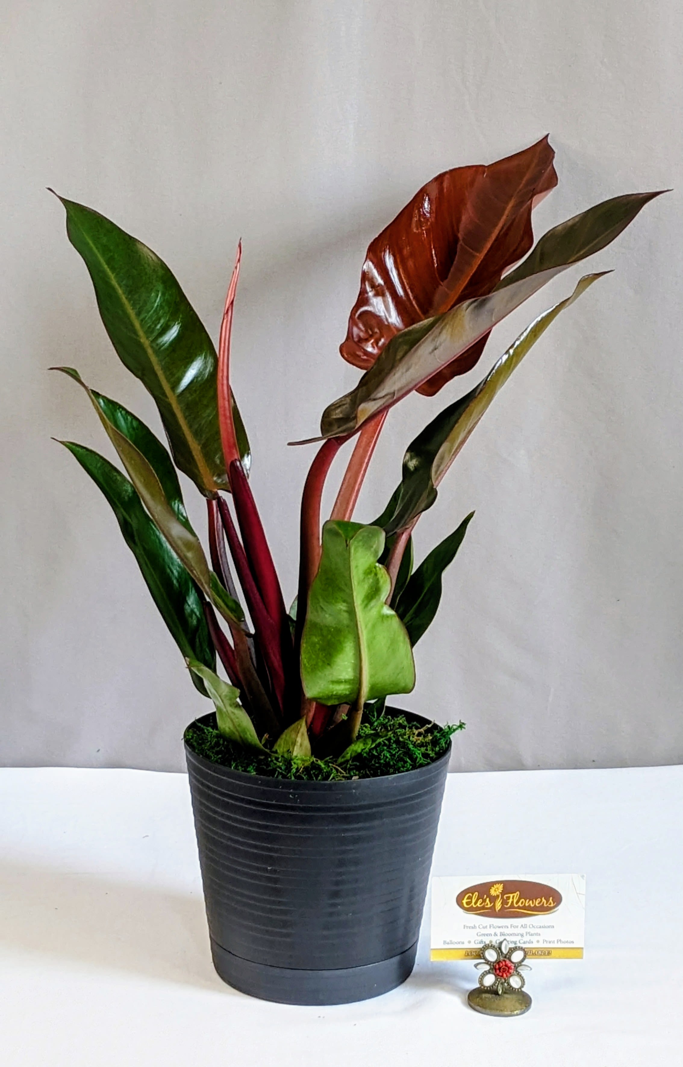 Philodendron Burgundy Princess - 6" Planter - Rich, moody, and effortlessly stylish, the Burgundy Princess Philodendron is prized for its deep green leaves brushed with dramatic burgundy and wine-toned undertones. Each glossy leaf adds depth and elegance, making this plant a standout accent in any space.  Housed in a sleek black decorative plastic pot, this modern combination complements the plant’s bold coloring while keeping the look clean and contemporary. Easy to care for and adaptable to a variety of light conditions, the Burgundy Princess is perfect for homes, offices, or as a thoughtful gift for any plant lover.  Approximate Dimensions: 20"H x 21"W