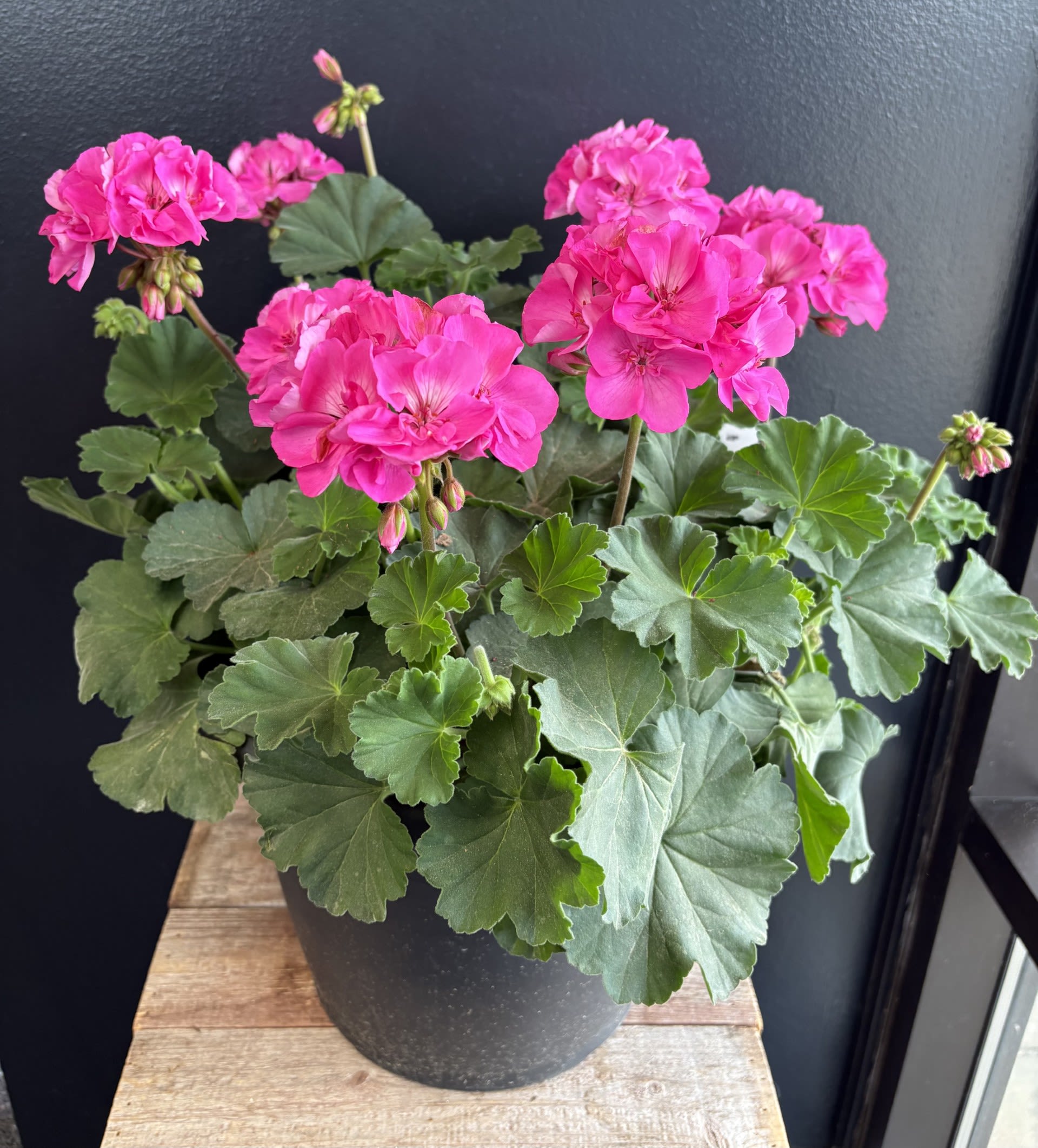 Sun Loving Outdoor Geranium Basket  - A mix of sun loving outdoor Geraniums, perfect for porches, patios and anywhere. Colors may vary 