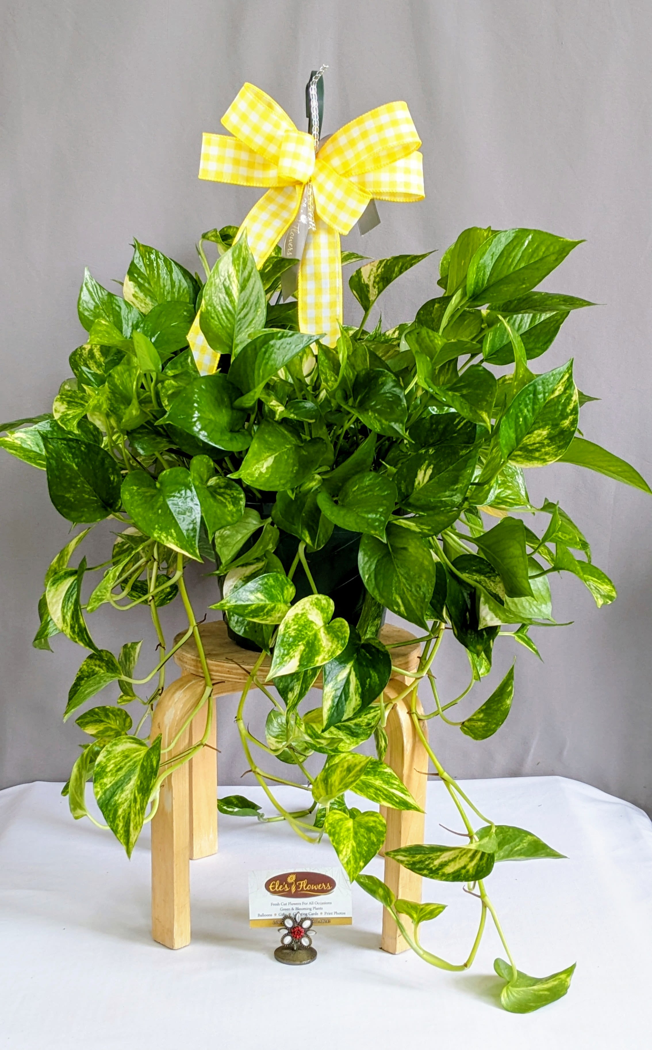 Marble Pothos - 8" Hanging Basket - Pothos plants have heart-shaped leaves that can range in color from deep green to variegated shades of green, yellow, or white. The leaves are glossy and waxy, giving them a vibrant appearance.  Presented in a simple dark green grower’s hanging basket, the focus stays right where it belongs—on the plant’s natural beauty. Its clean, no-frills container makes it easy to incorporate into any décor style, whether you prefer something minimal or plan to drop it into a decorative hanger at home. Pothos plants are also appreciated for their air-purifying qualities, helping to improve indoor air quality by removing toxins. STAND NOT INCLUDED.   Pothos plants are low-maintenance and tolerate low light conditions, though they prefer bright, indirect light for optimal growth. They thrive in well-draining potting mixtures and require regular watering, allowing the top inch or so of soil to dry out between waterings.