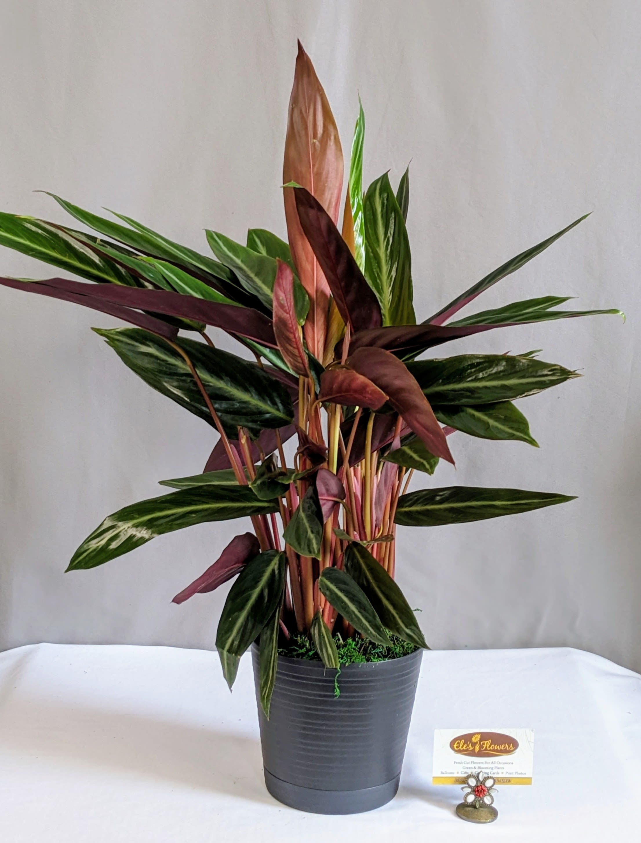 Calathea Sanguinea - 6" Planter - A Calathea plant is renowned for its vibrant and intricate foliage. Its leaves often showcase striking patterns in shades of green, purple, and white, making it a popular choice for adding a touch of tropical beauty to indoor spaces. Calathea plants prefer low to medium light and thrive in high humidity, requiring regular watering to keep their soil moist. Their unique ability to fold their leaves at night, revealing colorful undersides, adds to their charm and appeal.   Approximate Dimensions: 26"H x 25"W
