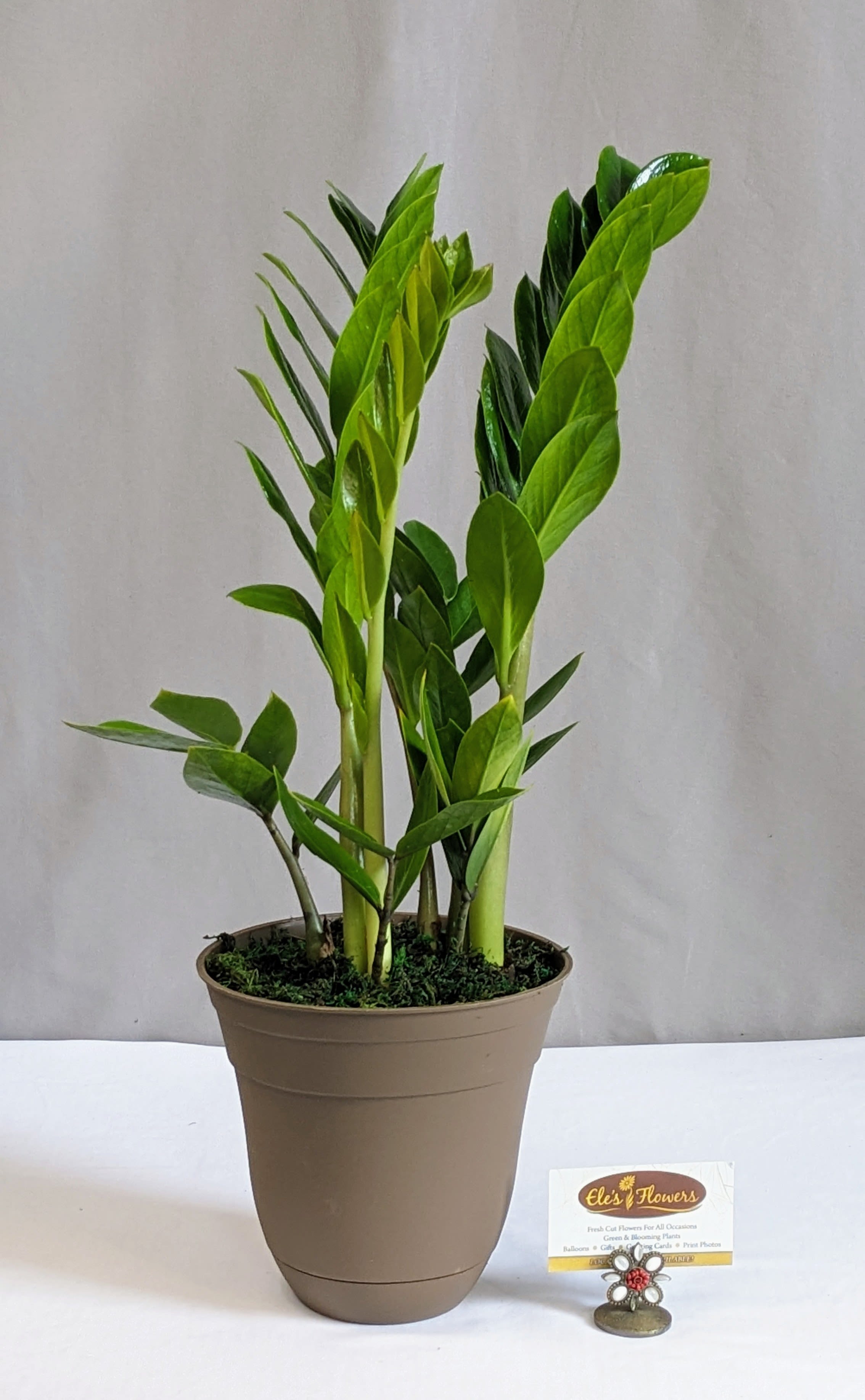 ZZ - 6" Planter - The ZZ plant (Zamioculcas zamiifolia) is a hardy, slow-growing tropical perennial known for its glossy, dark green, succulent leaflets on upright, arching stems. Native to dry Eastern African grasslands, it features thick, underground rhizomes that store water, making it extremely drought-tolerant and ideal for low-light, indoor environments.  Approximate Dimensions: 22"H x 10"W