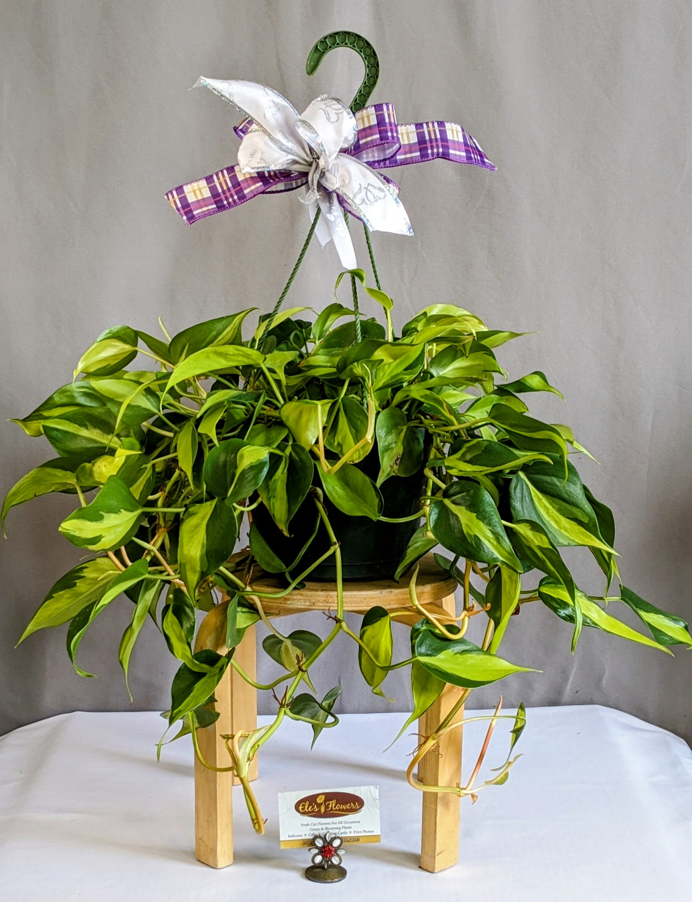 Brasil Philodendron - 8" Hanging Basket - The Philodendron hederaceum 'Brasil' hanging basket is a vibrant, easygoing plant that brings effortless greenery into any space. Its cascading vines are filled with heart-shaped leaves splashed in rich green and streaks of bright, lime-yellow, creating a lively, variegated look that feels both fresh and modern. As it grows, the trailing foliage drapes beautifully, making it perfect for adding softness and movement to shelves, corners, or window areas.  Presented in a simple dark green grower’s hanging basket, the focus stays right where it belongs—on the plant’s natural beauty. Its clean, no-frills container makes it easy to incorporate into any décor style, whether you prefer something minimal or plan to drop it into a decorative hanger at home. STAND NOT INCLUDED  This philodendron is as low-maintenance as it is eye-catching. It thrives in bright, indirect light but can tolerate lower light conditions, making it a versatile choice for many environments. Allow the soil to dry slightly between waterings, and avoid overwatering to keep it healthy and full. With minimal care, it will continue to grow long, trailing vines, bringing lasting color and life to any room.