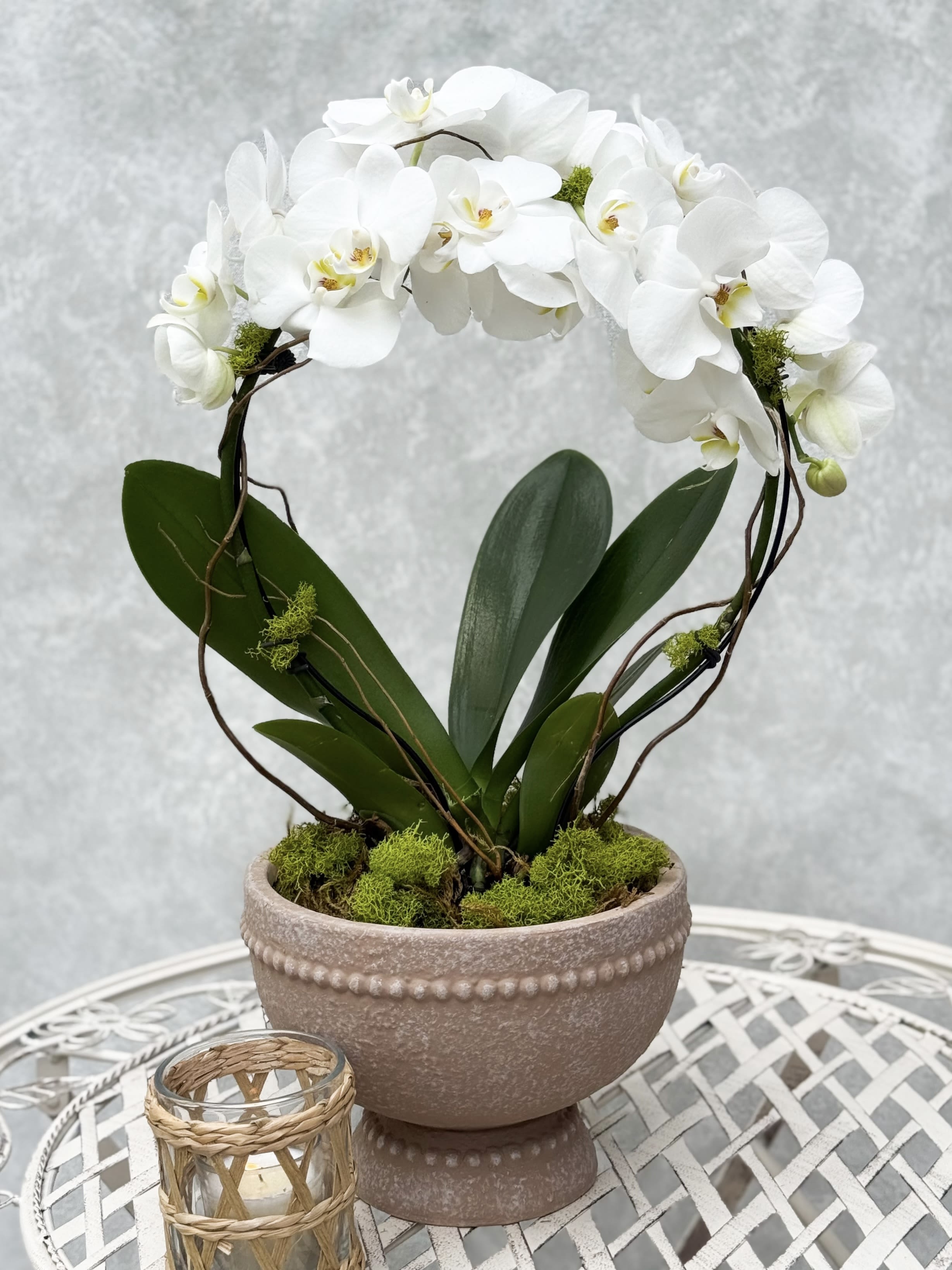 Large Infinity Orchid  - This is a large stem orchid plant in a unique ceramic vessel.  