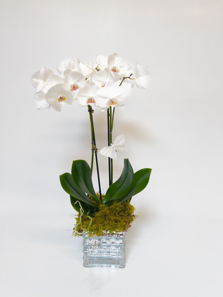 Butterfly Kisses - A beautiful double stem white orchid in a mirrored glass container. Classic elegance that looks great in any space.