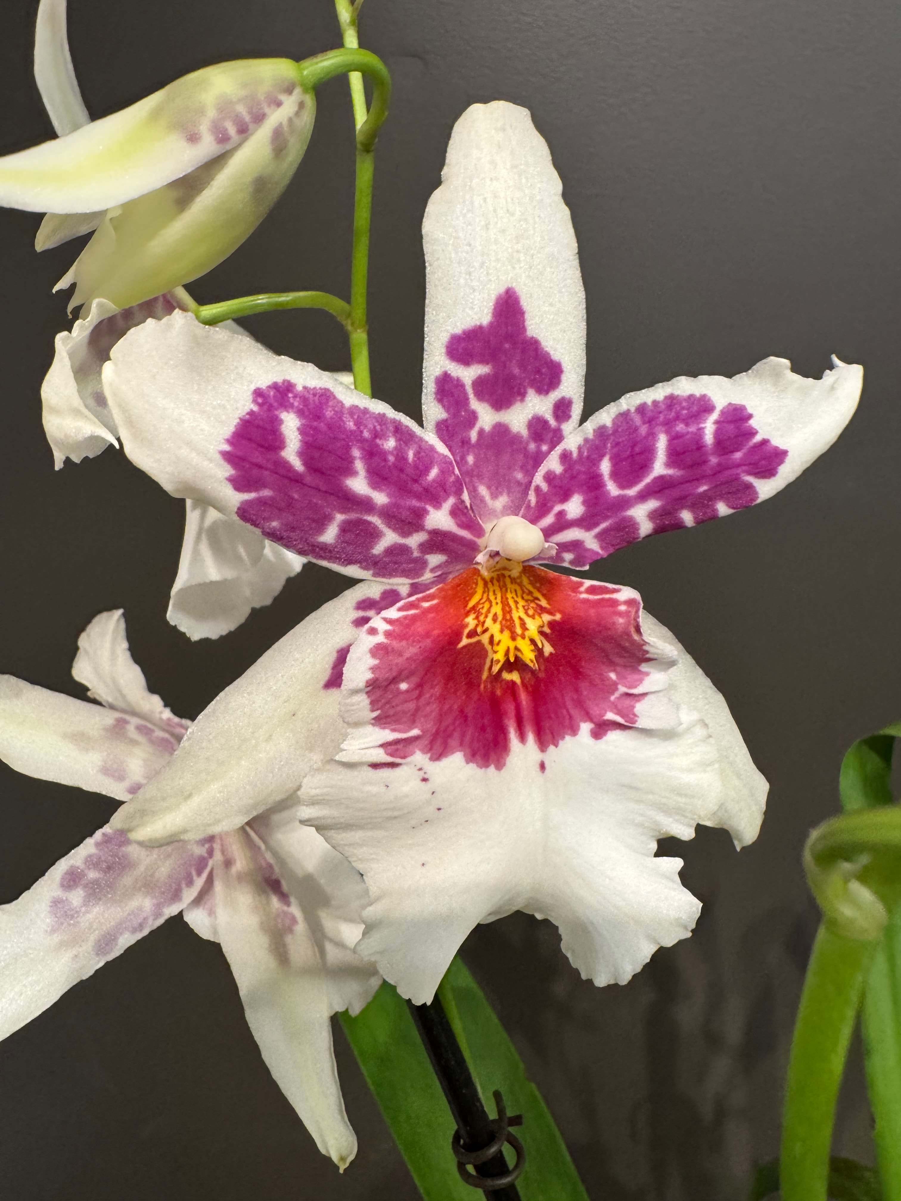 Exotic Orchid – Potted, Various Colors and Varieties - Symbolizing refinement, strength, and rare beauty, our orchids are a striking addition to any space. Each plant features elegant blooms in a range of sophisticated tones, from soft neutrals to rich, vibrant hues. Arriving potted and thoughtfully finished with natural accents, every orchid is designed for a clean, polished presentation.  Varieties and colors change often—please inquire for current availability, or trust us to select a stunning orchid for you. Known for their graceful form and long-lasting blooms, these orchids thrive in bright, indirect light with minimal care, bringing effortless beauty and a touch of luxury to any home or office.  Product ID: 1390