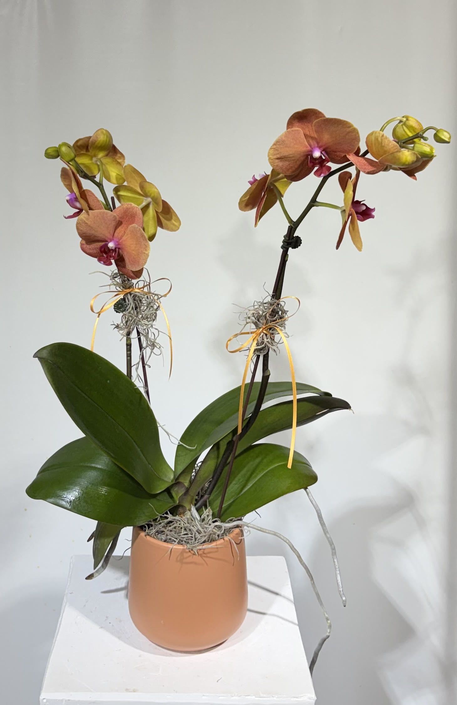 Double Stem Yushaun Phalaenopsis Orchid - Gorgeous salmon color double stem Phalaenopsis Orchid with numerous buds still left to bloom. Hand selected by the owner at the grower. 