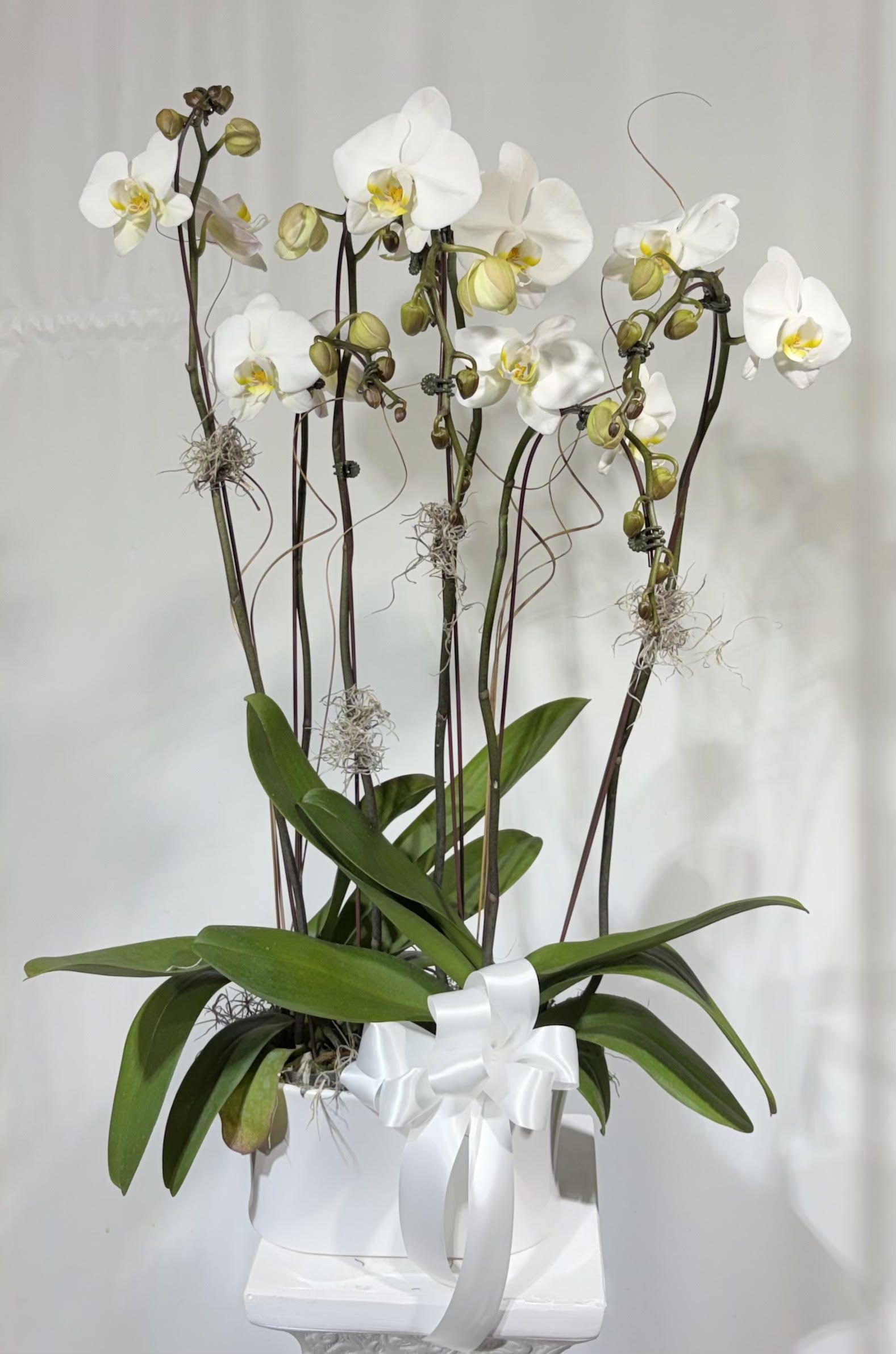 Double Triple White Phalaenopsis Orchid Planter  - White Phalaenopsis orchids stand tall and refined in this double-triple white orchid planter, making it an ideal sympathy arrangement or a serene gift for anniversaries and refined home décor. The long, arching stems of white blooms with pale yellow centers create a clean, airy silhouette that reads as both elegant and uplifting-the kind of arrangement that will make the person you're thinking of feel calmly remembered and truly seen.  The planter features multiple Phalaenopsis stems rising from a crisp white ceramic pot, anchored by broad green leaves and finished with decorative moss and a neat white ribbon bow. Plant stakes keep the flowers gracefully upright for a formal, architectural presentation; subtle hints of purple in the stems add depth against the white blooms. Its polished size and vertical profile make it a striking focal piece for a mantel, bedside table, or entry console.  Perfect for offering sympathy, marking milestones like anniversaries, or elevating a sophisticated interior, this orchid planter delivers long-lasting beauty with minimal care. Place in bright, indirect light, water sparingly at the roots, and enjoy weeks of elegant blooms-an effortless, thoughtful gift that conveys quiet care.