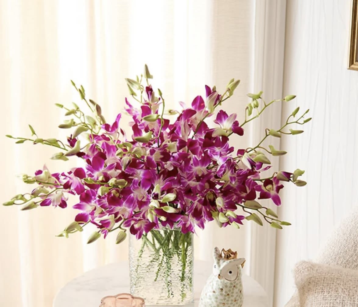 Fancy orchit  - A beautiful and classic single stem white orchid. Perfect for all occasions, bring it as a housewarming gift, a birthday, or anything in-between.