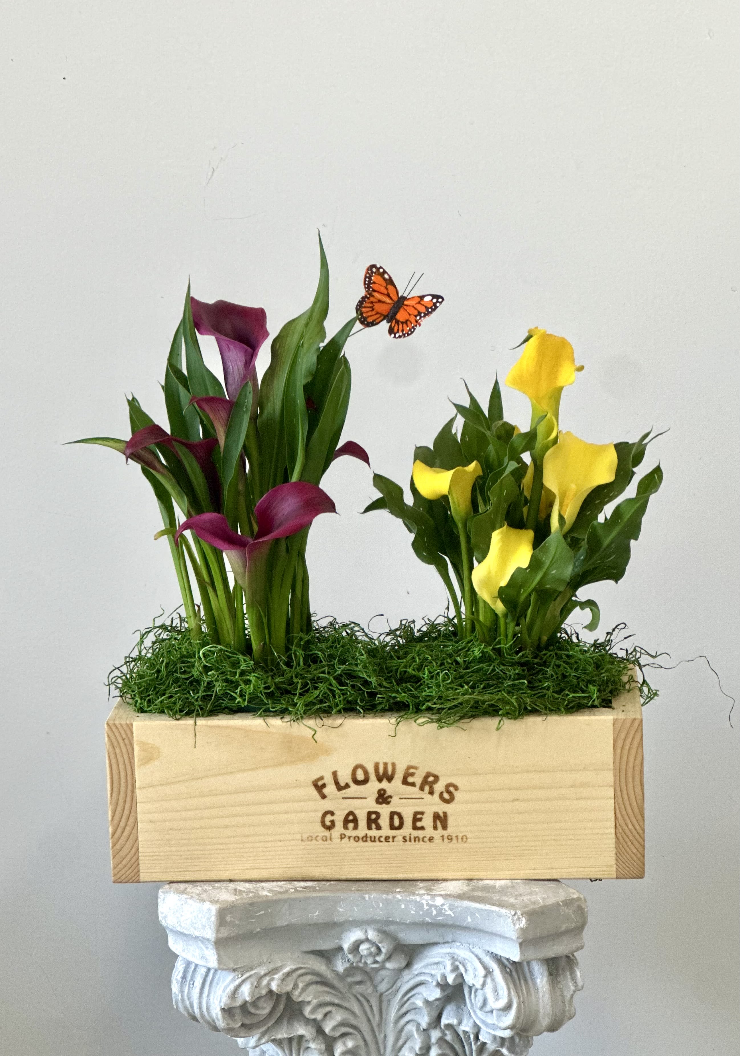 Calla Lily Garden Bounty Box by Westford Florist Floral Art by Veny - Elevate your home with the enchanting Calla Lily Garden Bounty Box by Westford Florist Floral Art by Veny! This gorgeous arrangement showcases elegant calla lily plants perfectly nestled in a charming wooden box, creating a delightful centerpiece that instantly brightens any space. Accented with soft moss and whimsical butterflies, each detail has been lovingly crafted to bring a touch of nature right into your living room. Whether you’re treating yourself or surprising someone special, this garden-in-a-box is sure to spread smiles and sprinkle joy around every corner! Get ready to revitalize your decor with this stunning floral treasure! 