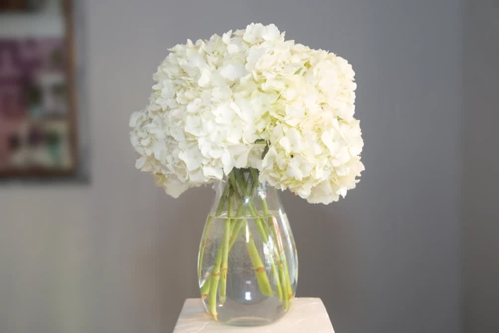 White hydrangeas in a clear glass vase