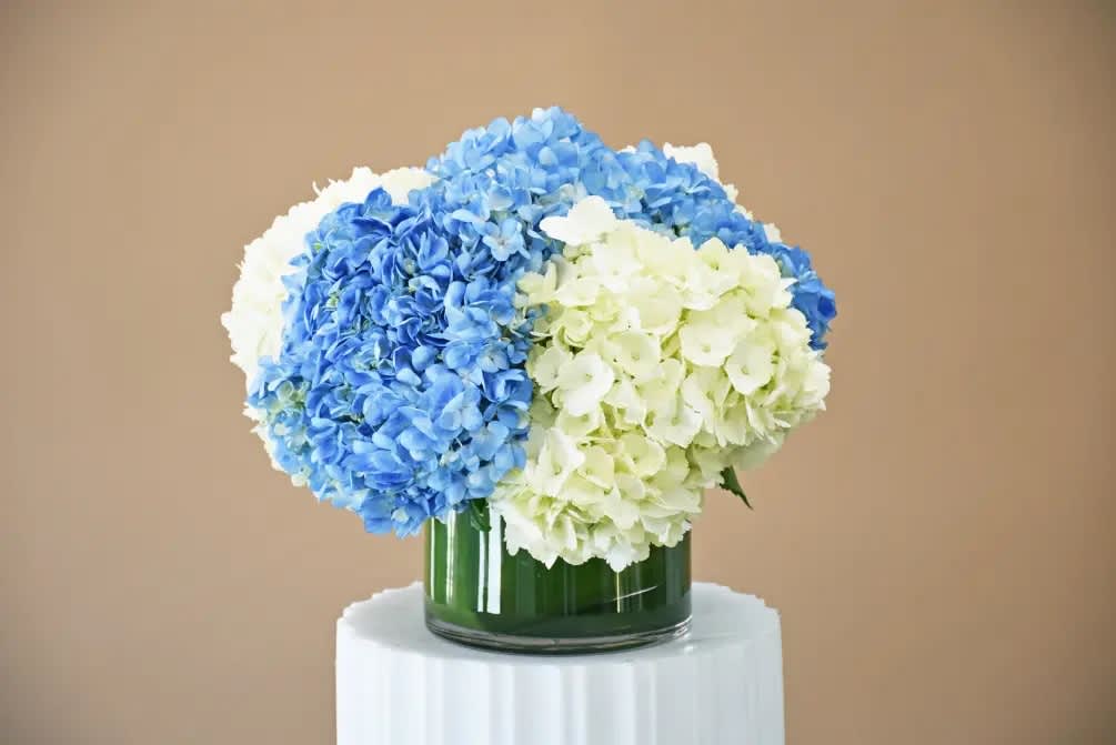 Blue and white hydrangeas arranged in a glass vase