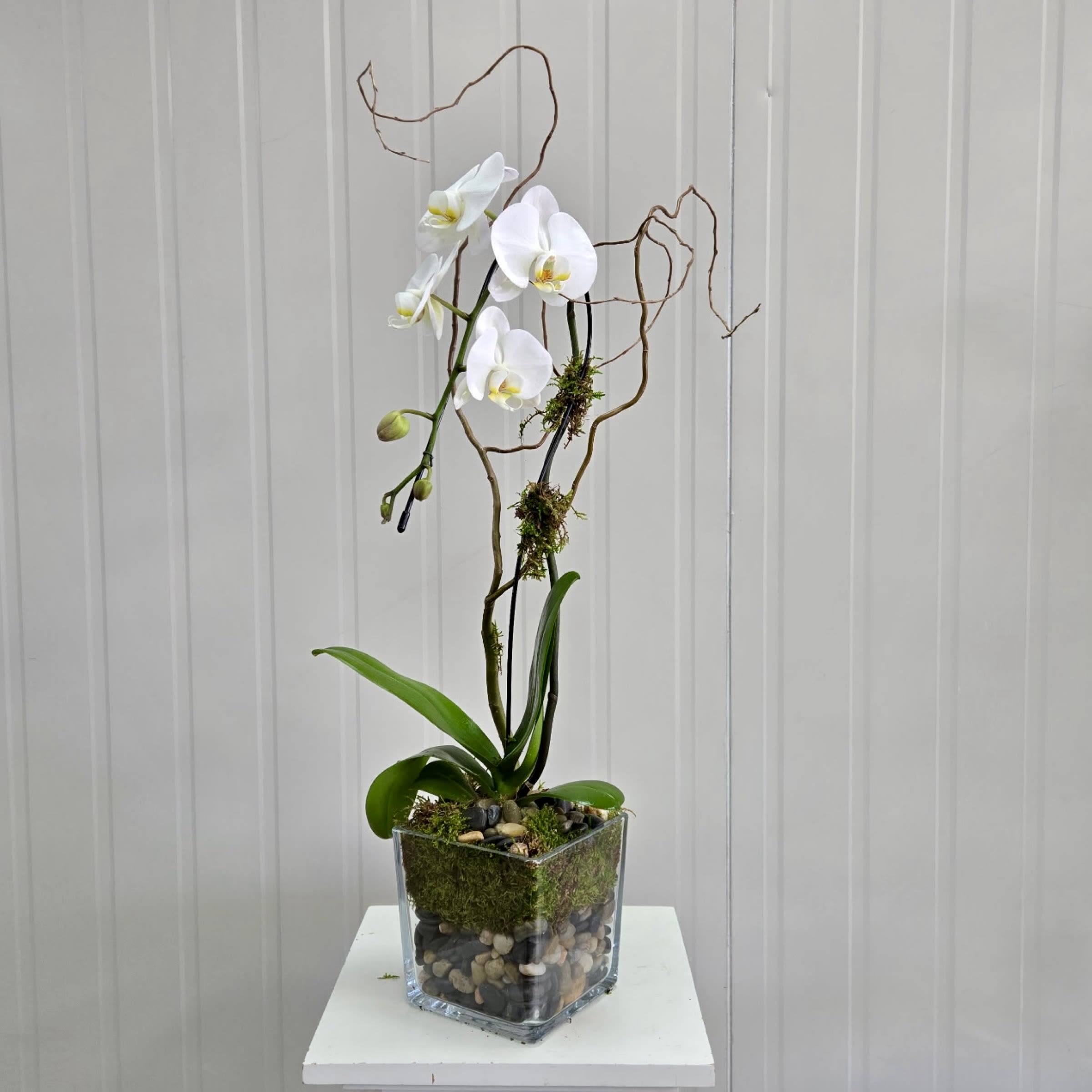 Single White Orchid Planter - A Single Orchid Plant with Spanish Moss and Pebble Rocks in a Glass Square Vase.