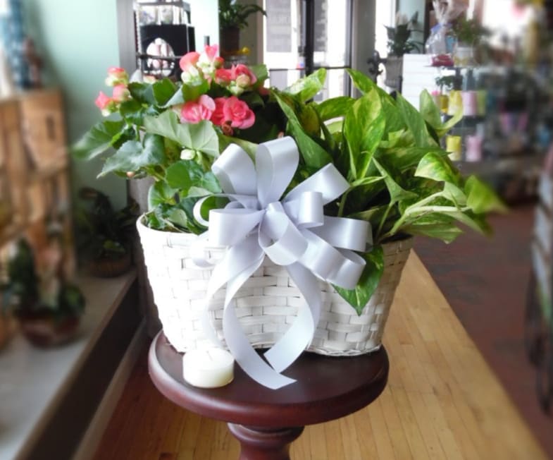 White basket planter with pink flowering plant and green foliage, finished with a large white bow.
