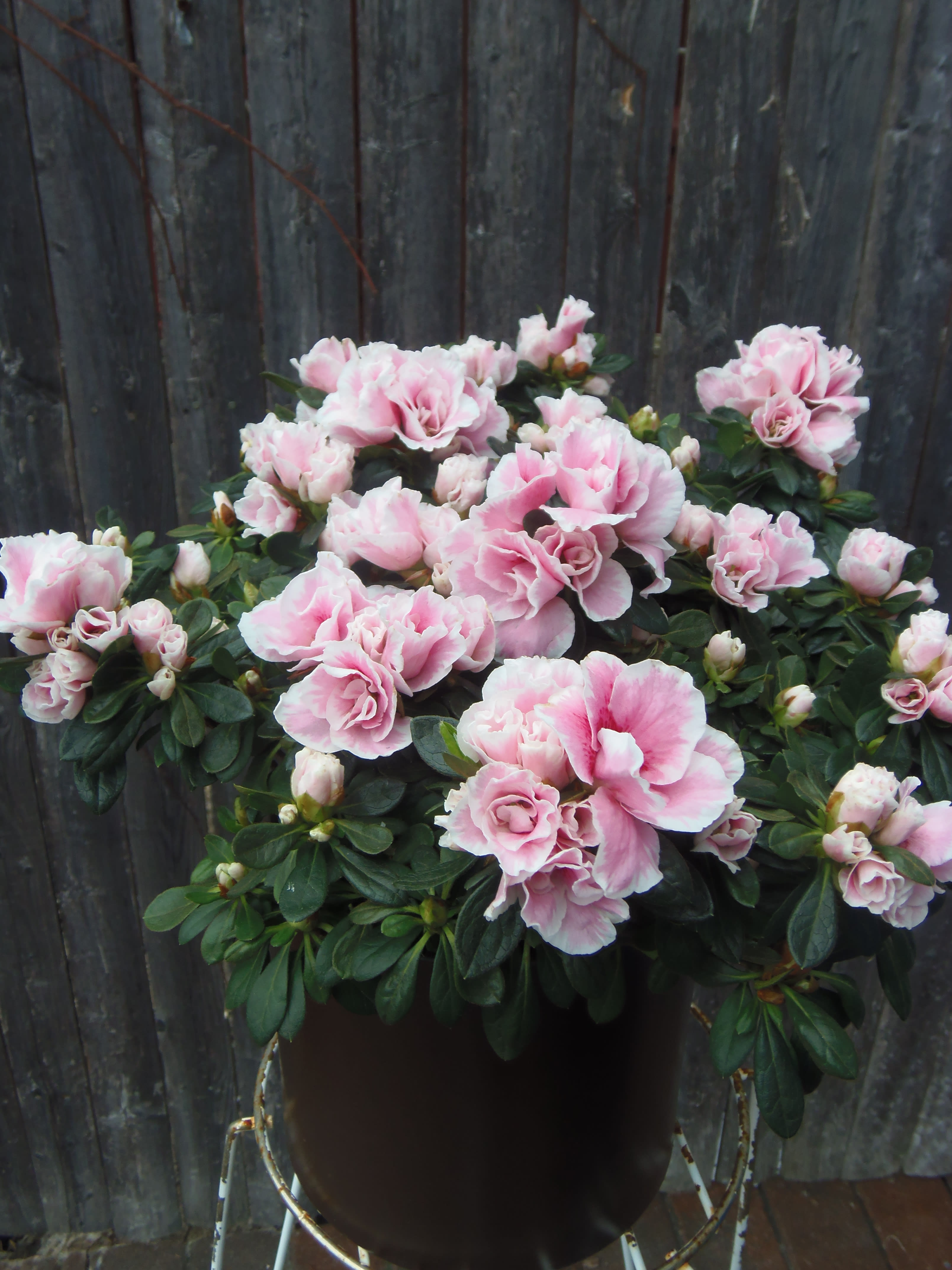 Pink azalea flowers in a dark pot