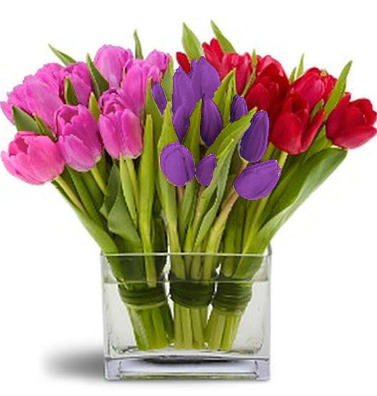 Bouquet of pink, purple, and red tulips in a clear glass vase