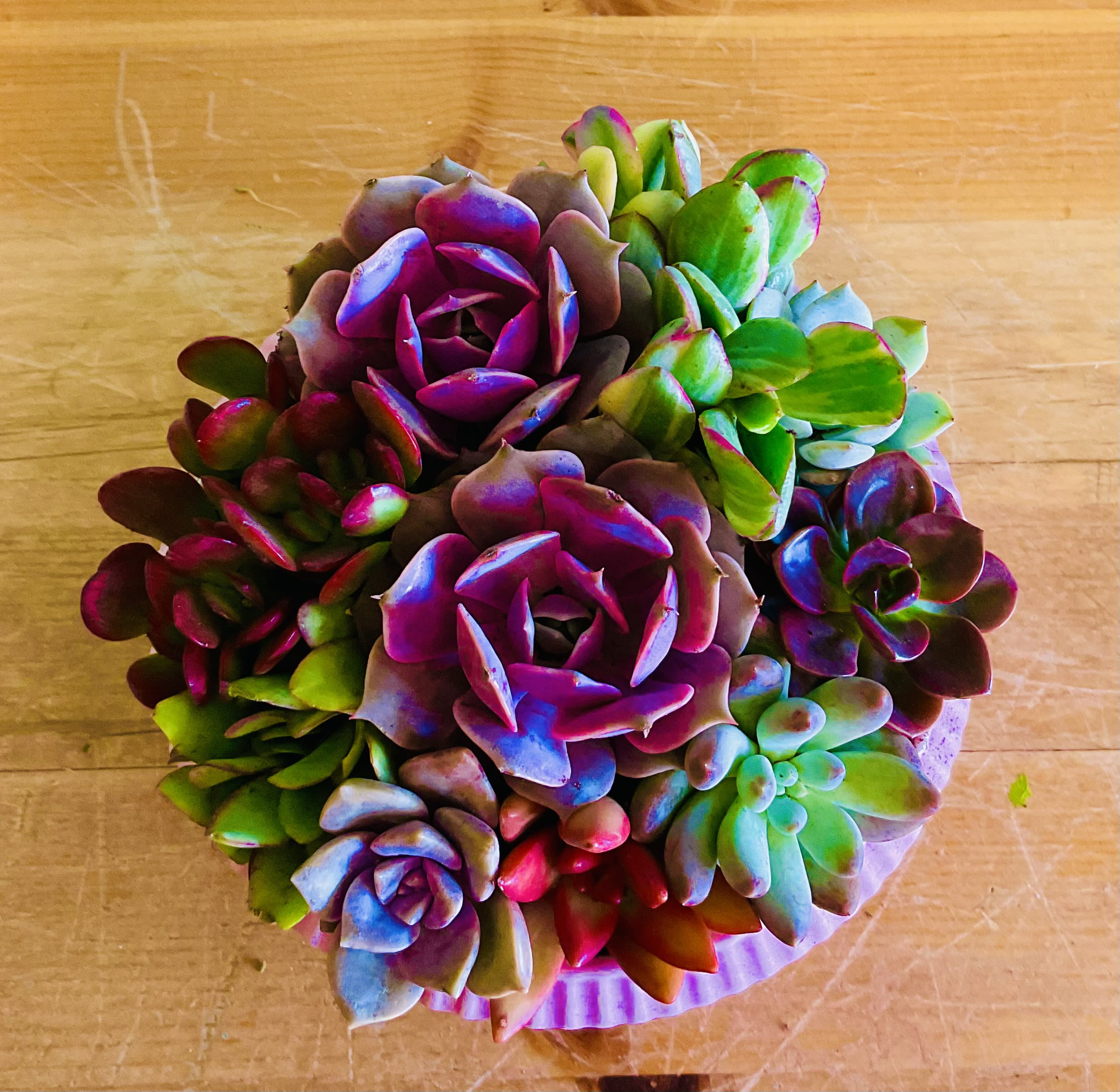 Large Succulent Garden - A jewel-toned cluster of living succulents makes an unforgettable gift for Mother's Day or a housewarming: the Large Succulent Garden is a low, compact succulent arrangement that reads like a living work of art. Perfect for birthdays, anniversaries, or "just because" moments, this rounded mound of plants gives the person you're thinking of a long-lasting, modern centerpiece that brightens a tabletop without needing a vase.  This arrangement is made entirely of succulent varieties in saturated pinks, purples, blues and greens, tightly packed into a small decorative container to create a dense, rosette-and-paddle texture. The overall profile is low and rounded - easy to place on a coffee table, desk, or windowsill - and the vivid colors deliver a playful, contemporary look that stands in for both floral bouquets and houseplants.  Offer it to someone recovering or celebrating-get well, new baby, retirement, thank you, or thinking of you moments-or tuck it into holiday and seasonal gifting for Christmas, Earth Day, or Grandparent's Day. As a living gift, it prefers bright, indirect light and occasional watering so the recipient can enjoy the jewel-like colors for months; ordering is simple and the compact size makes it an ideal pick for offices, apartments, or bedside tables.