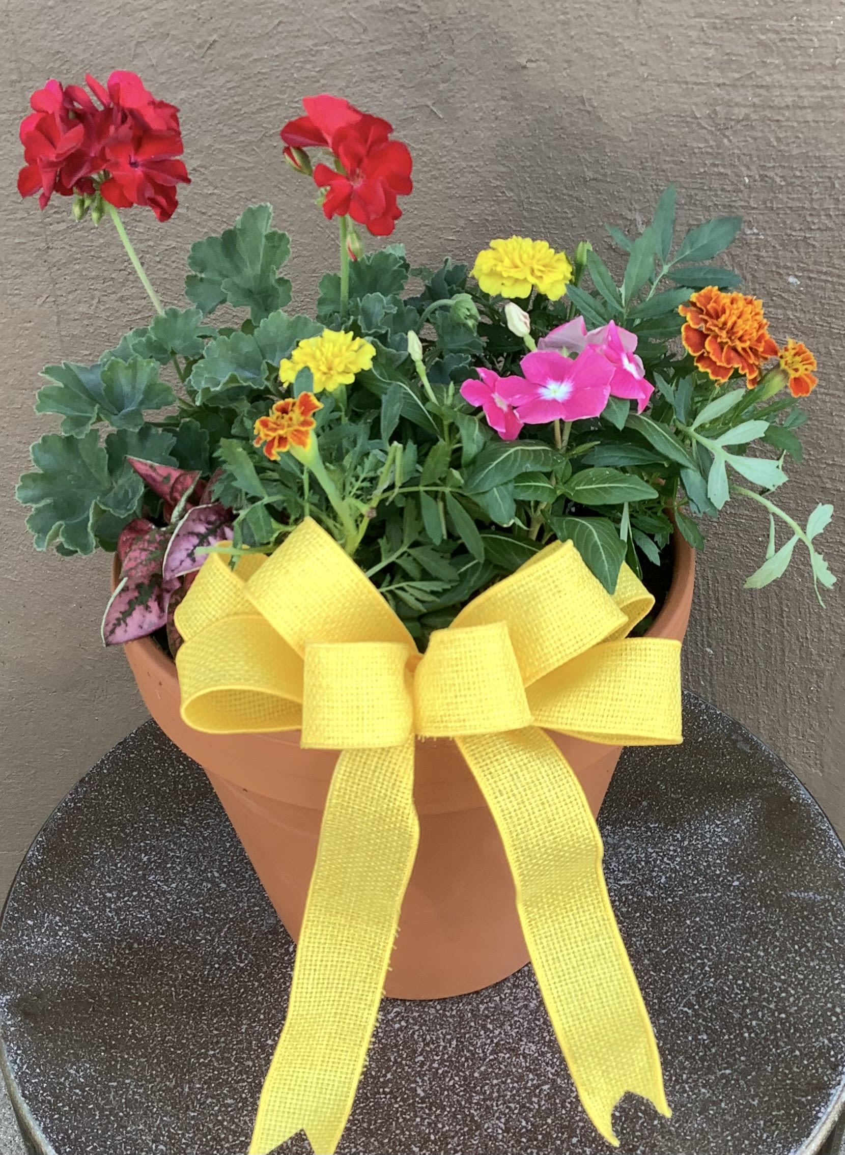 Medium Patio Pot - 10 inch terra cotta pot with assorted geraniums and annuals.