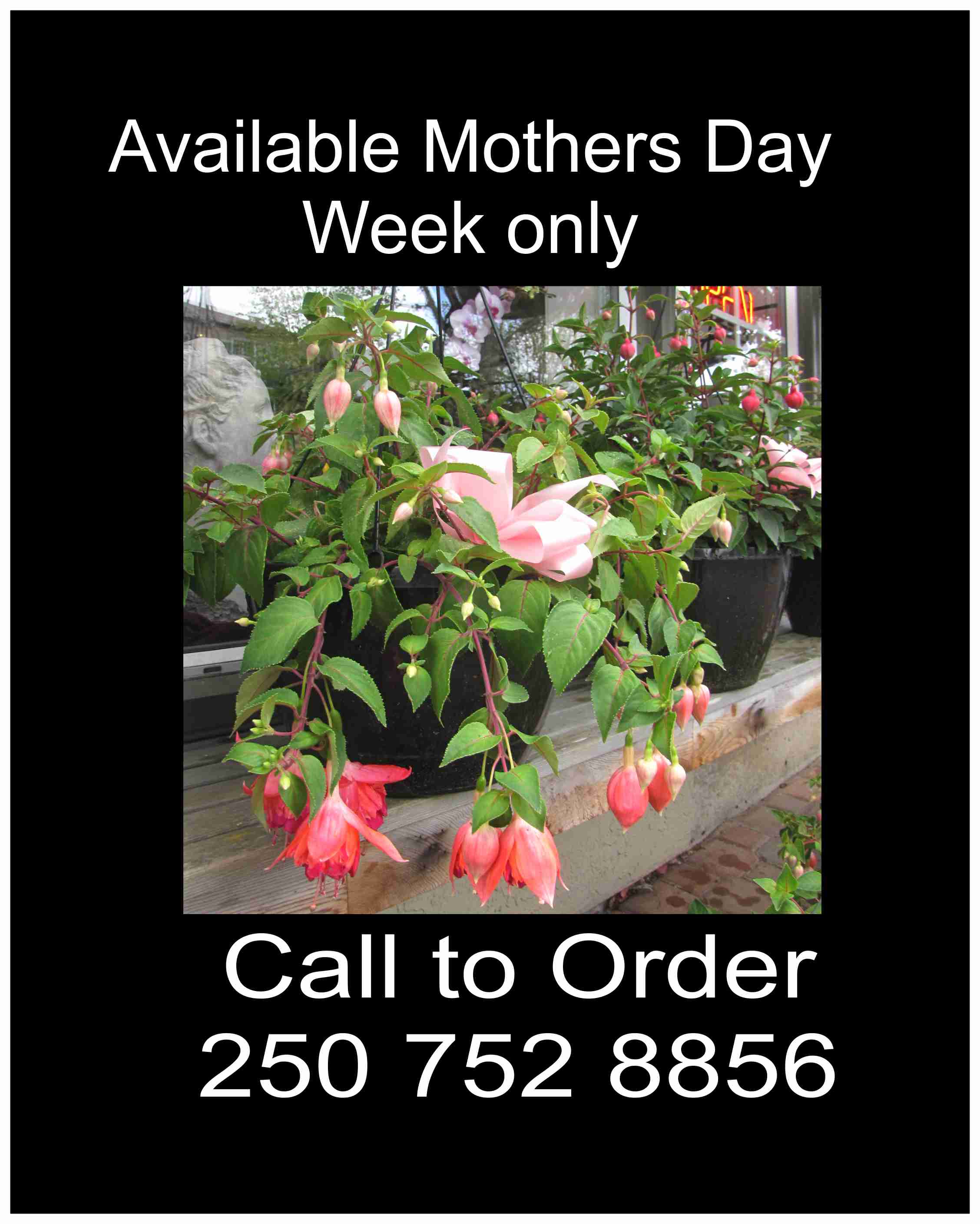 Potted fuchsia plants with pink and red hanging blooms