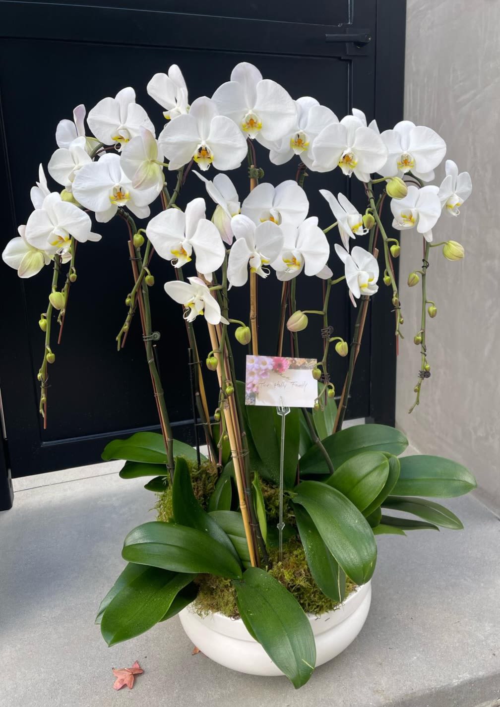 Milestone Orchid displays - Pure white Phalaenopsis stems curve gracefully from a low white ceramic bowl, creating an elegant orchid arrangement perfect for sympathy, wedding decor, or marking a meaningful anniversary. The airy, arching blooms with pale yellow centers and glossy green leaves give the recipient a sense of calm and refined beauty-the kind of display that reads as thoughtful, serene, and enduring.  This tabletop display includes multiple Phalaenopsis stems secured with plant stakes and clips, set in a compact white ceramic planter with decorative moss at the base for a finished look. The clean white-and-green palette fits formal gifting or home décor and arrives ready to display with minimal care: place in bright, indirect light, keep the moss lightly moist, and avoid direct sun to preserve blooms and foliage.