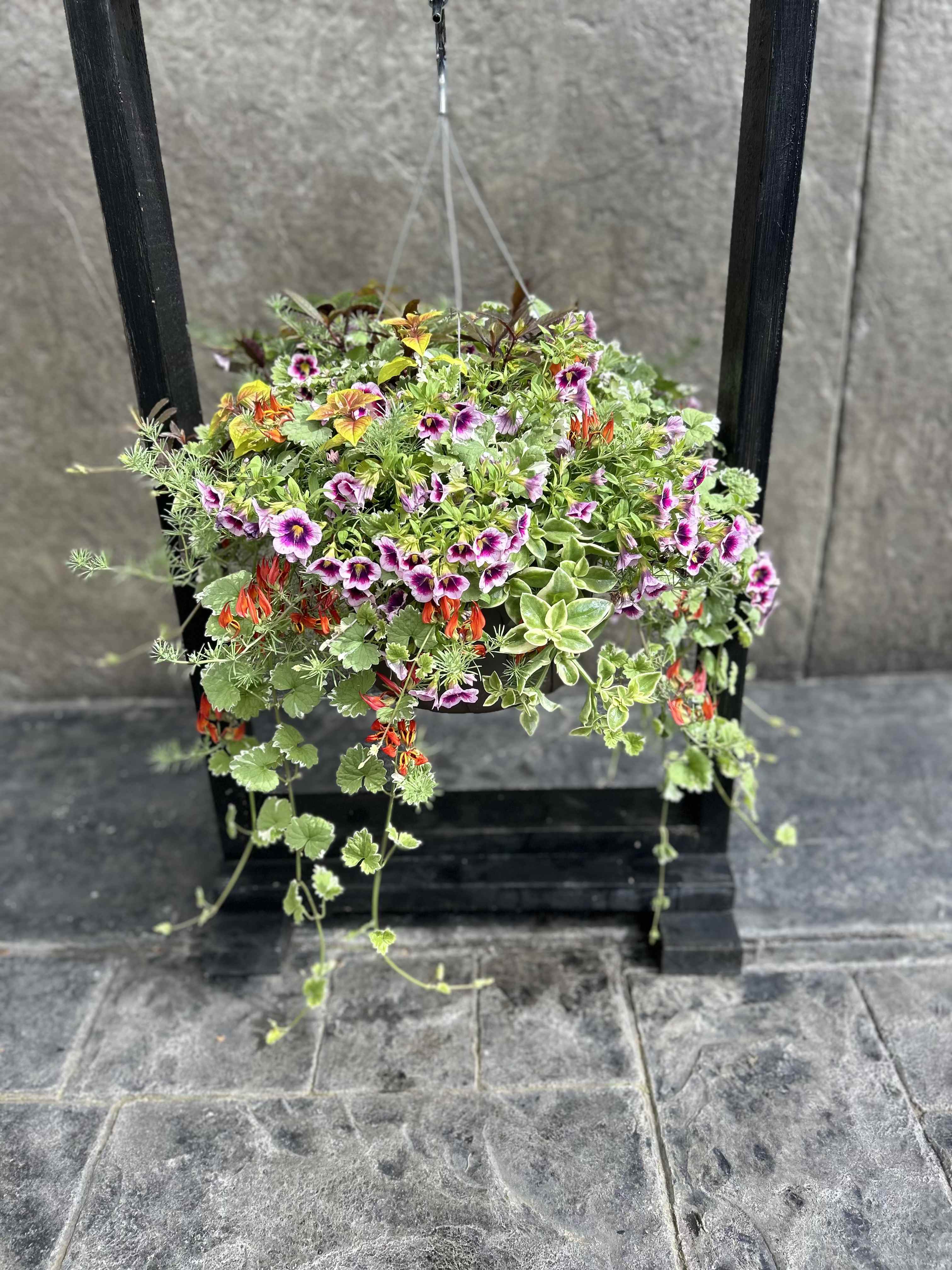 Hanging basket of mixed flowering plants with purple and orange blooms