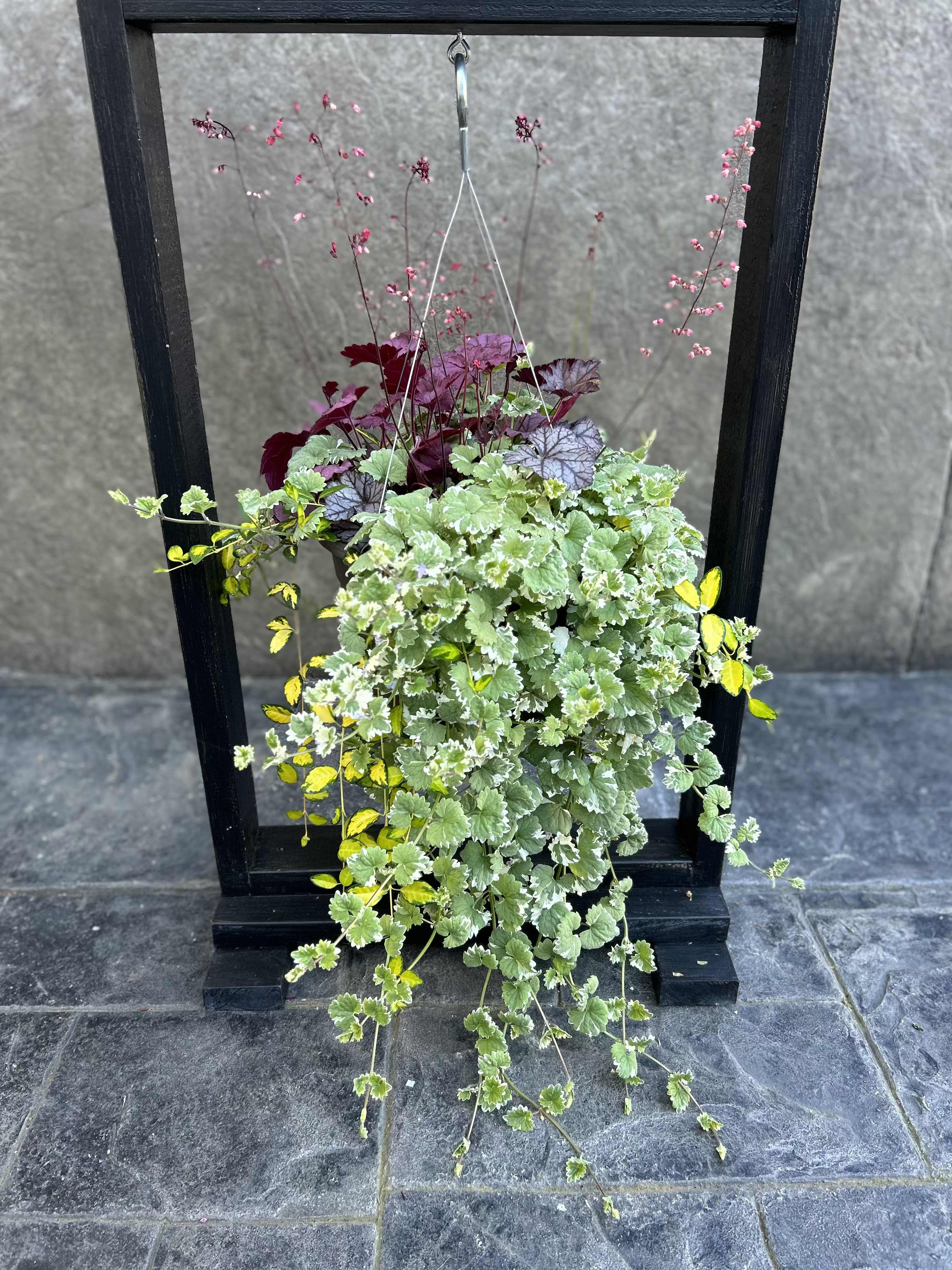 Hanging planter with trailing variegated foliage and pink stems in a black frame