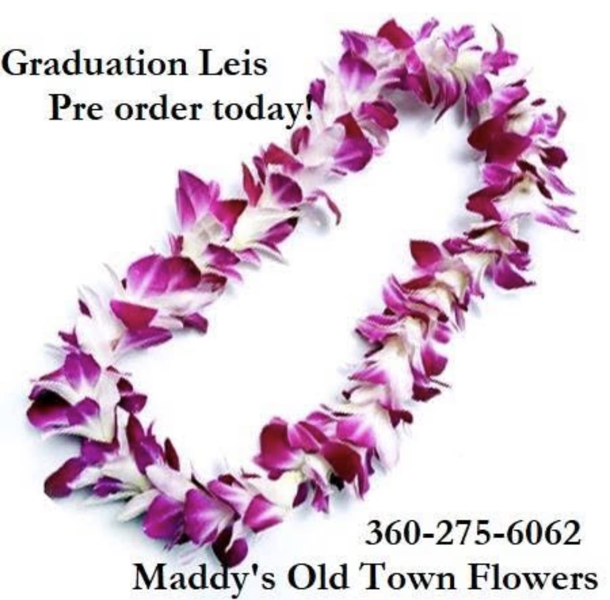 Graduation leis June 12th - A vibrant magenta-white variegated orchid lei crafted for graduation ceremonies - perfect as a celebratory graduation lei or school event garland that will make the recipient feel honored and seen. The dense, layered loop of Dendrobium orchid blooms reads festive from a distance and intimate up close, giving the graduate a lively, ceremonial look that photographs beautifully on stage or at a party.  Hand-strung with tightly packed magenta- white orchid blossoms, this lei is lightweight, comfortable to wear and offers a lush drape around the neck. We can add blue and white ribbon upon request to match school colors; note that all leis this season are made in the pictured mixed colors and are not available in solid white. Ideal for commencement, class parties, or any school celebration, it arrives ready to place over the shoulders and will keep its fresh appearance throughout the day with minimal care-store cool and mist lightly if needed before use. 