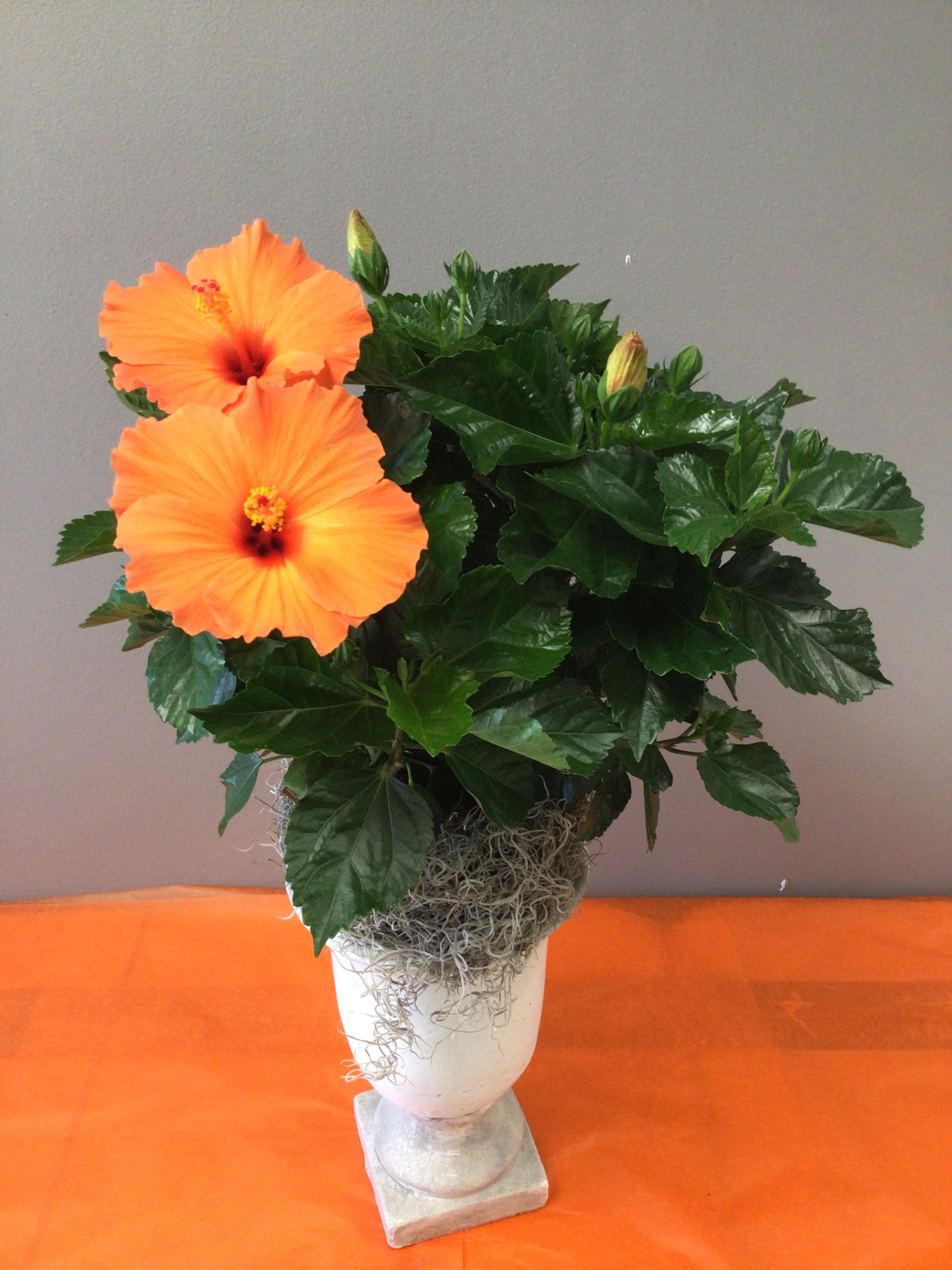 Hibiscus Pedestal Planter - Tangerine orange Hibiscus in a Stone Pedestal Planter.   Also available in Yellow.                                          