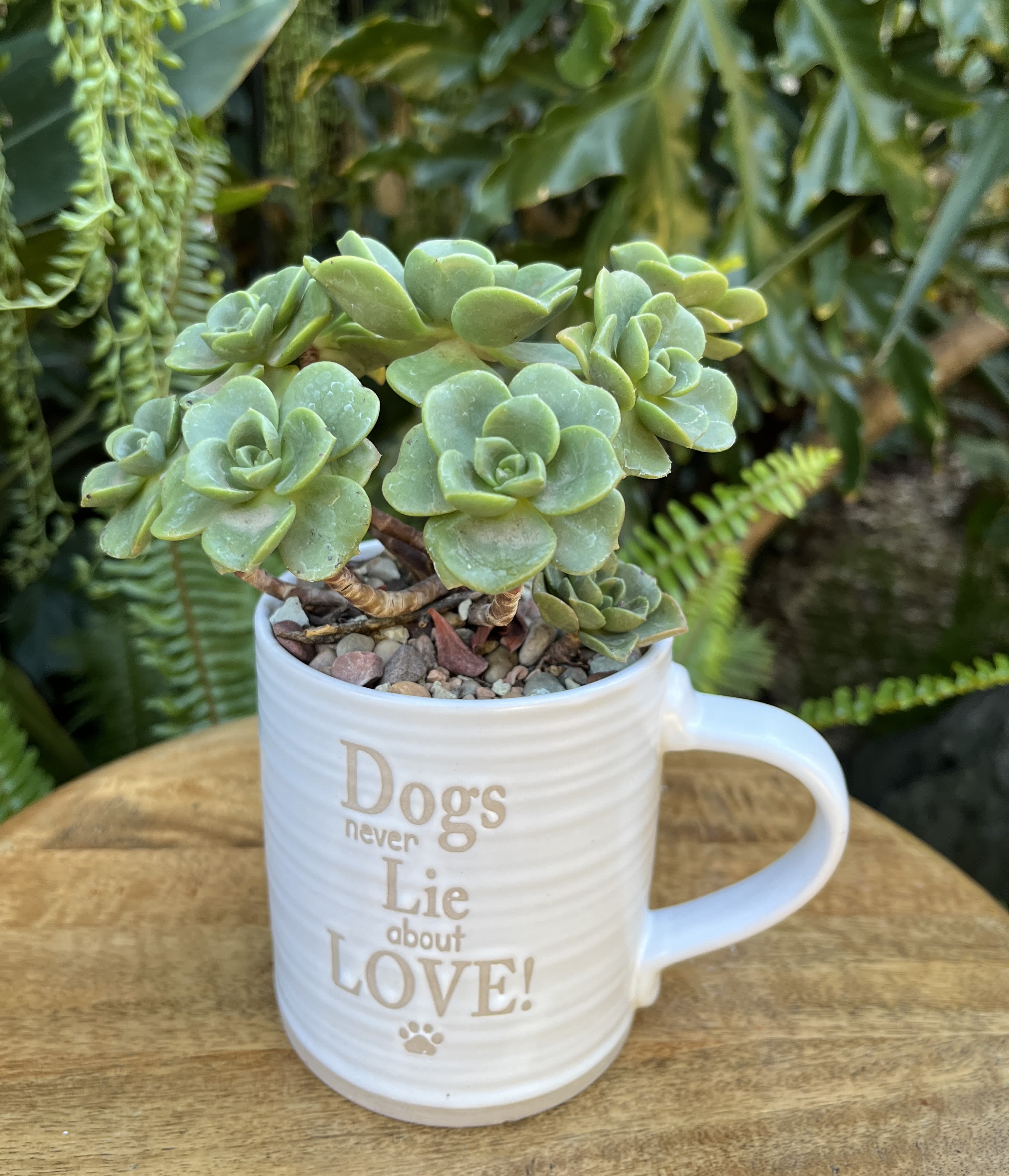 Succulent plant in a white mug with text on the front