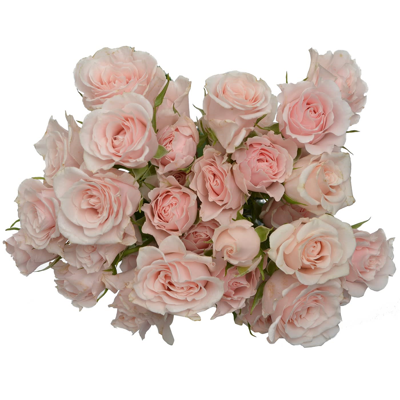 Bouquet of pale pink roses on a white background