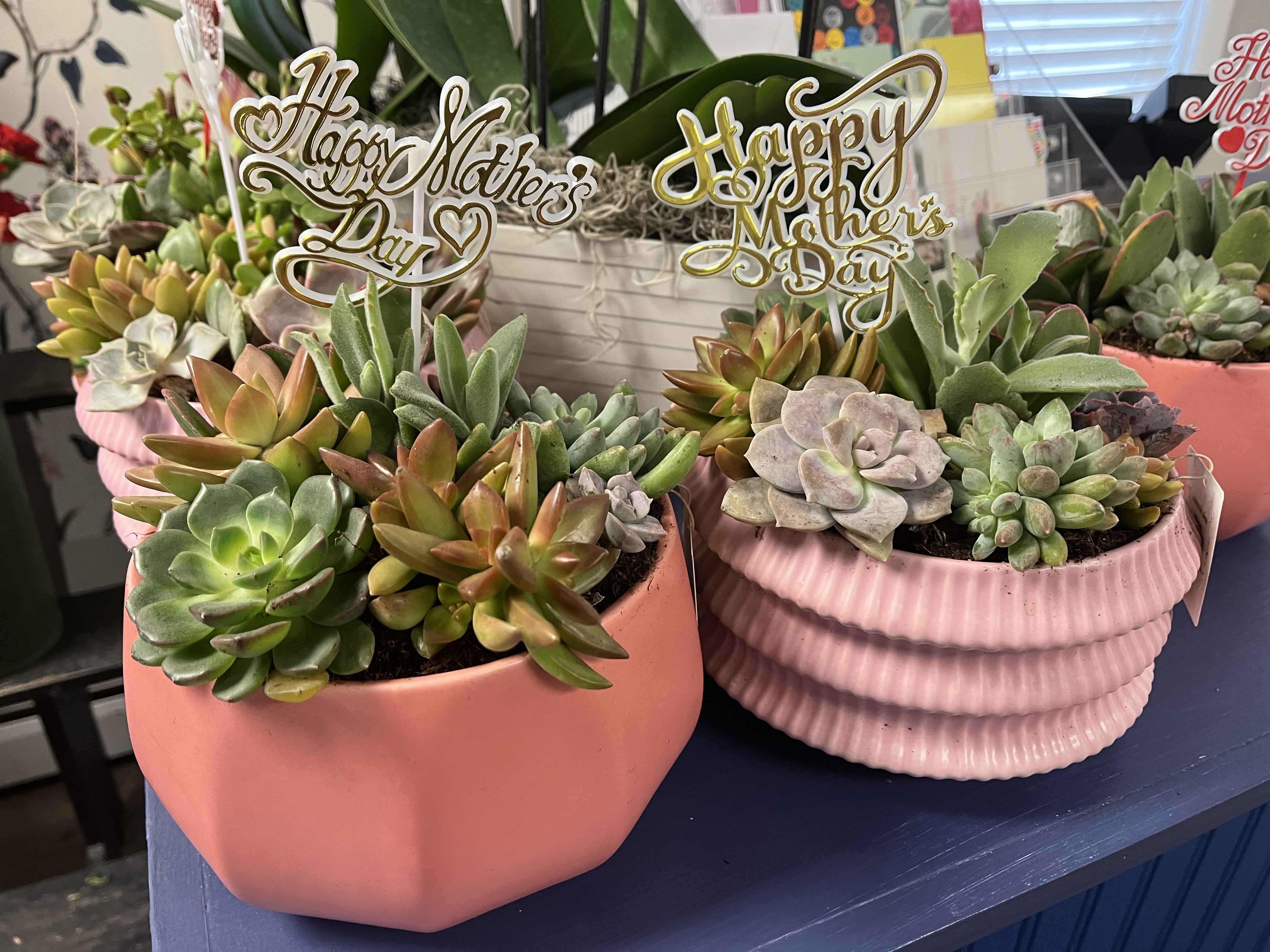 Pink succulent garden  - Pink or pastel colored ceramic container filled with succulents. Long lasting and easy care for mom.