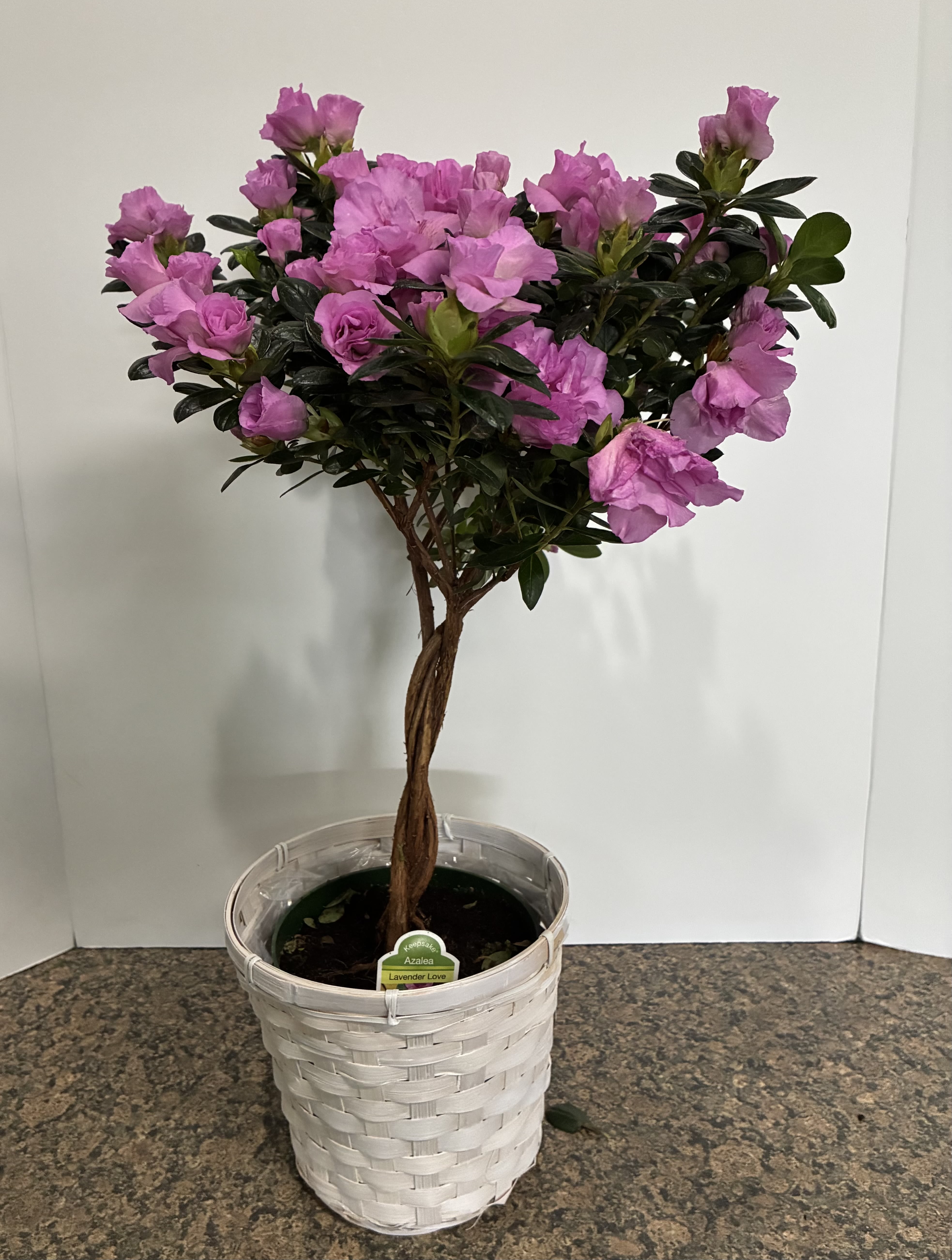 Lavender Azalea Plant - Lavender Azalea Plant in a 8 inch basket. 
