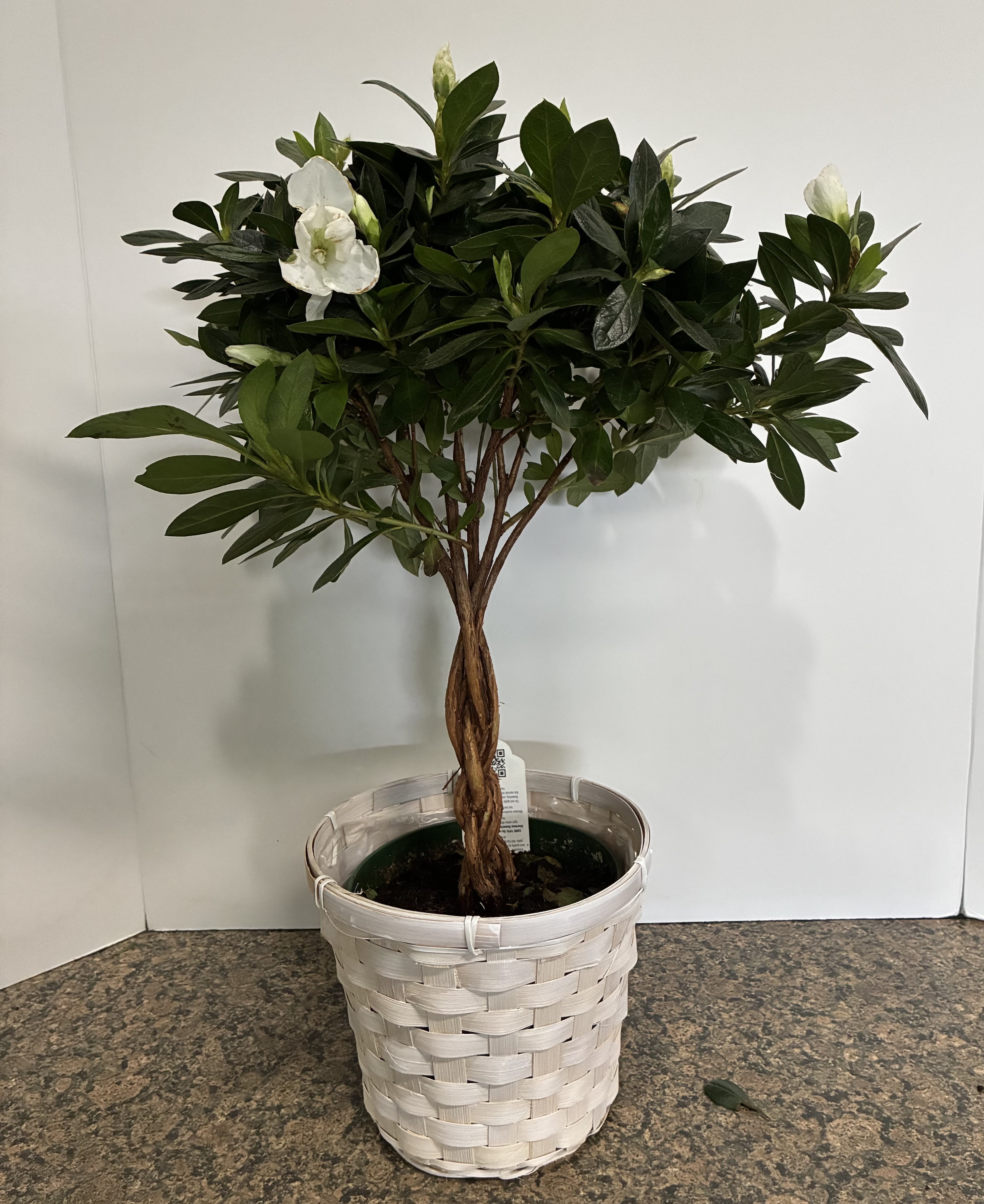 White Azalea Plant - White Azalea Plant in a 8 inch basket.