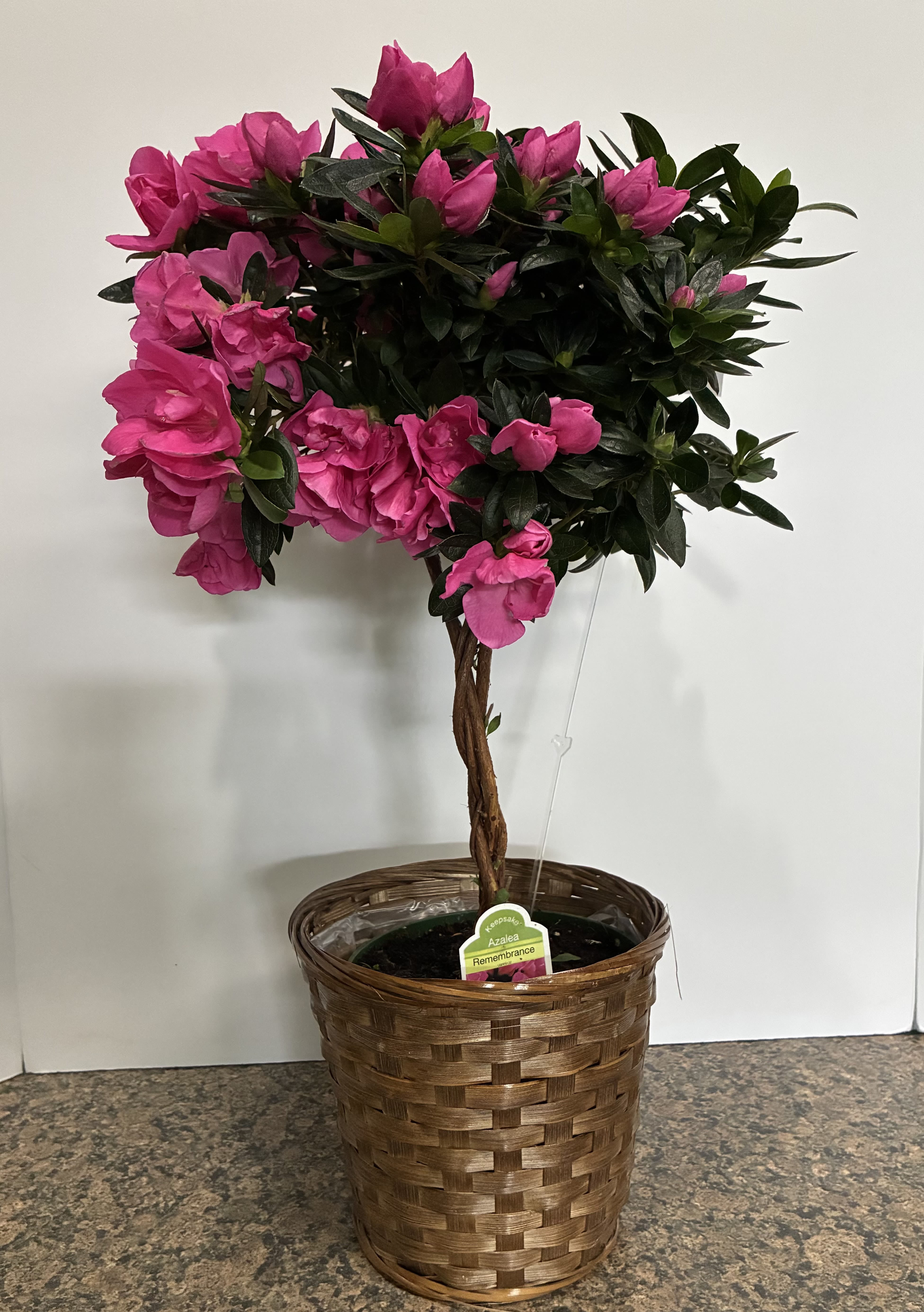 Pink Azalea Plant - Pink Azalea Plant in an 8 inch basket. 