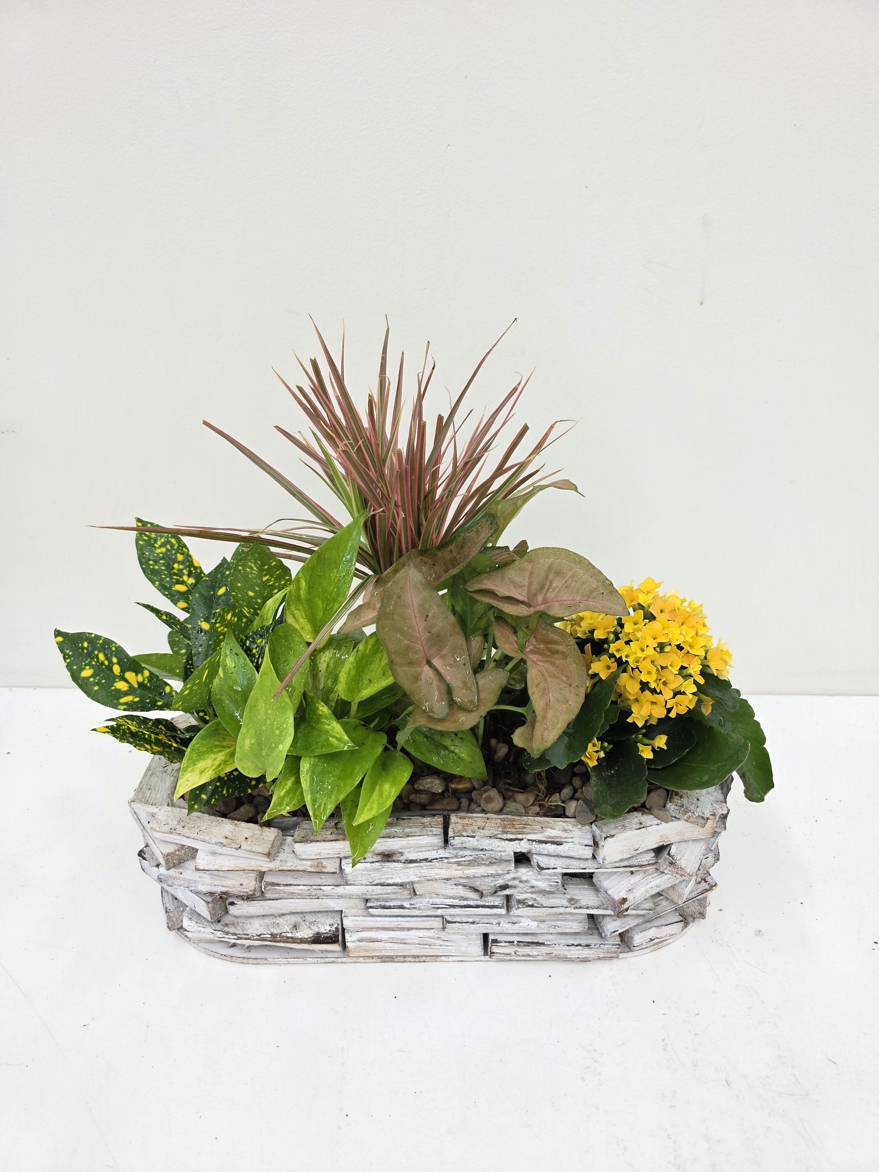Calming Dishgarden - A fresh, low-maintenance centerpiece that brings calm and cheerful color to any room - the calming dishgarden is a perfect choice for a housewarming gift or everyday pick-me-up. This plant arrangement and basket ensemble reads like a small indoor garden, ideal for someone who appreciates green, natural texture and a sunny pop of color to mark a new home, birthday, or just-because moment.  s.  