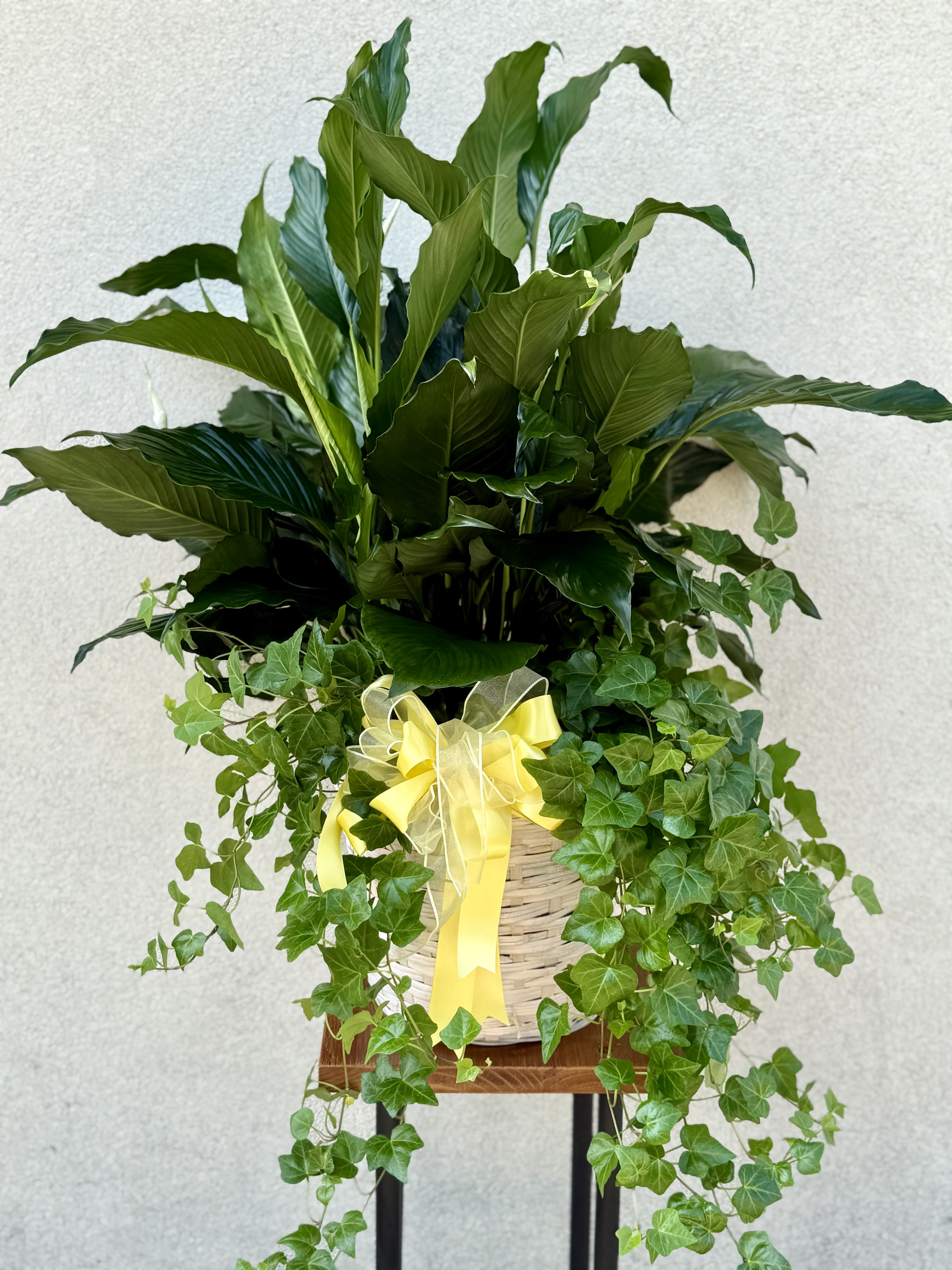 Potted green plant arrangement with trailing ivy in a wicker basket