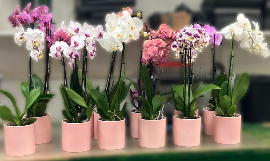 Mother's Day Orchid Plant - Mother's Day orchid plant that's perfect for honoring Mom or brightening a spring table. Each plant is tucked into a pastel pink ceramic pot with black orchid stakes and plant clips for neat stems and long-lasting support. The blooms range from solid white to speckled magenta-marked petals, paired with glossy green leaves for a fresh, decorative look that suits kitchens, living rooms, or office desks.  Available in a single-pot size ideal for display; minimal care-bright, indirect light and occasional watering-keeps these long-lasting orchids thriving so your recipient continues to enjoy the graceful blooms.   Color choice will be at random.