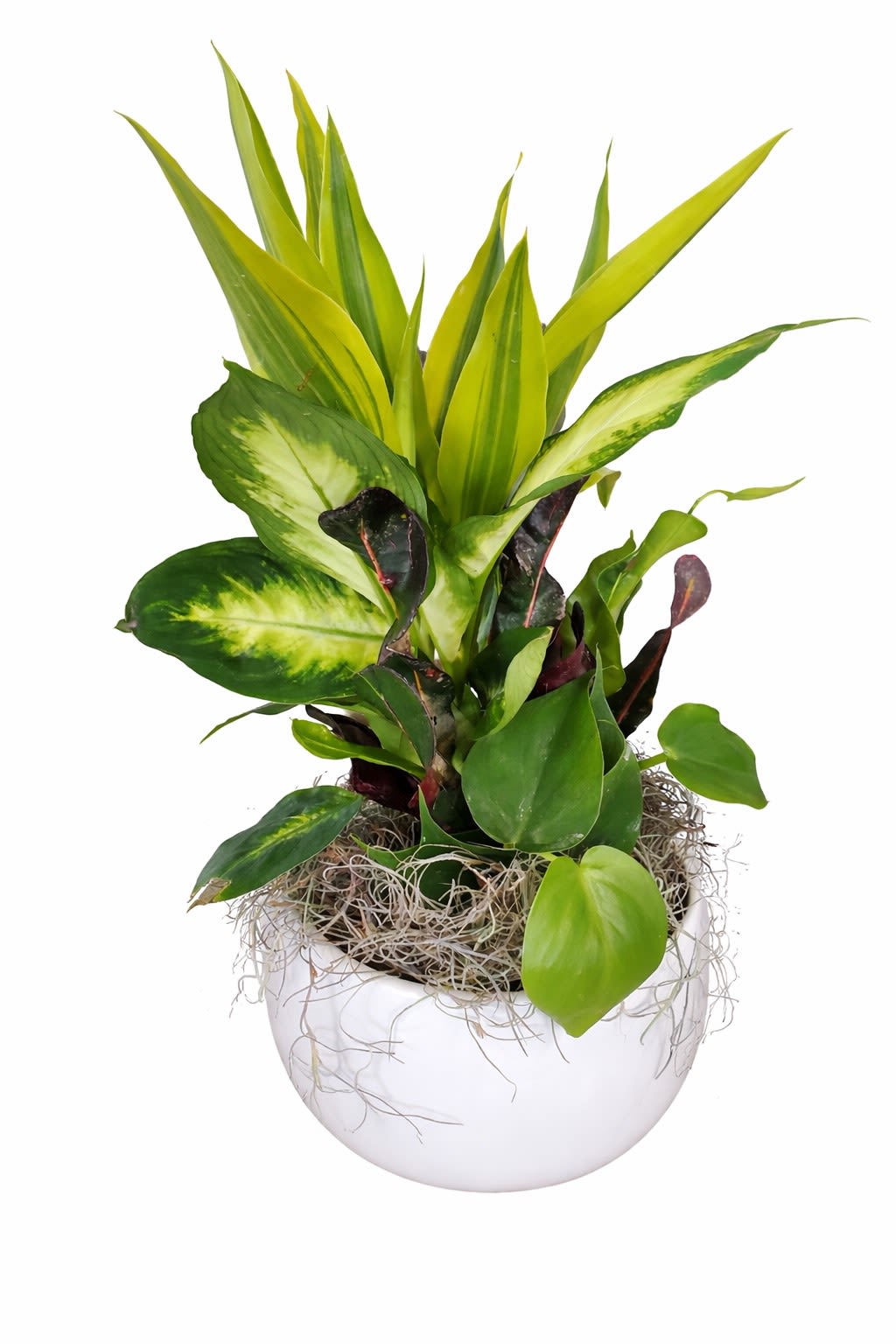 Plant Garden - Plant Garden