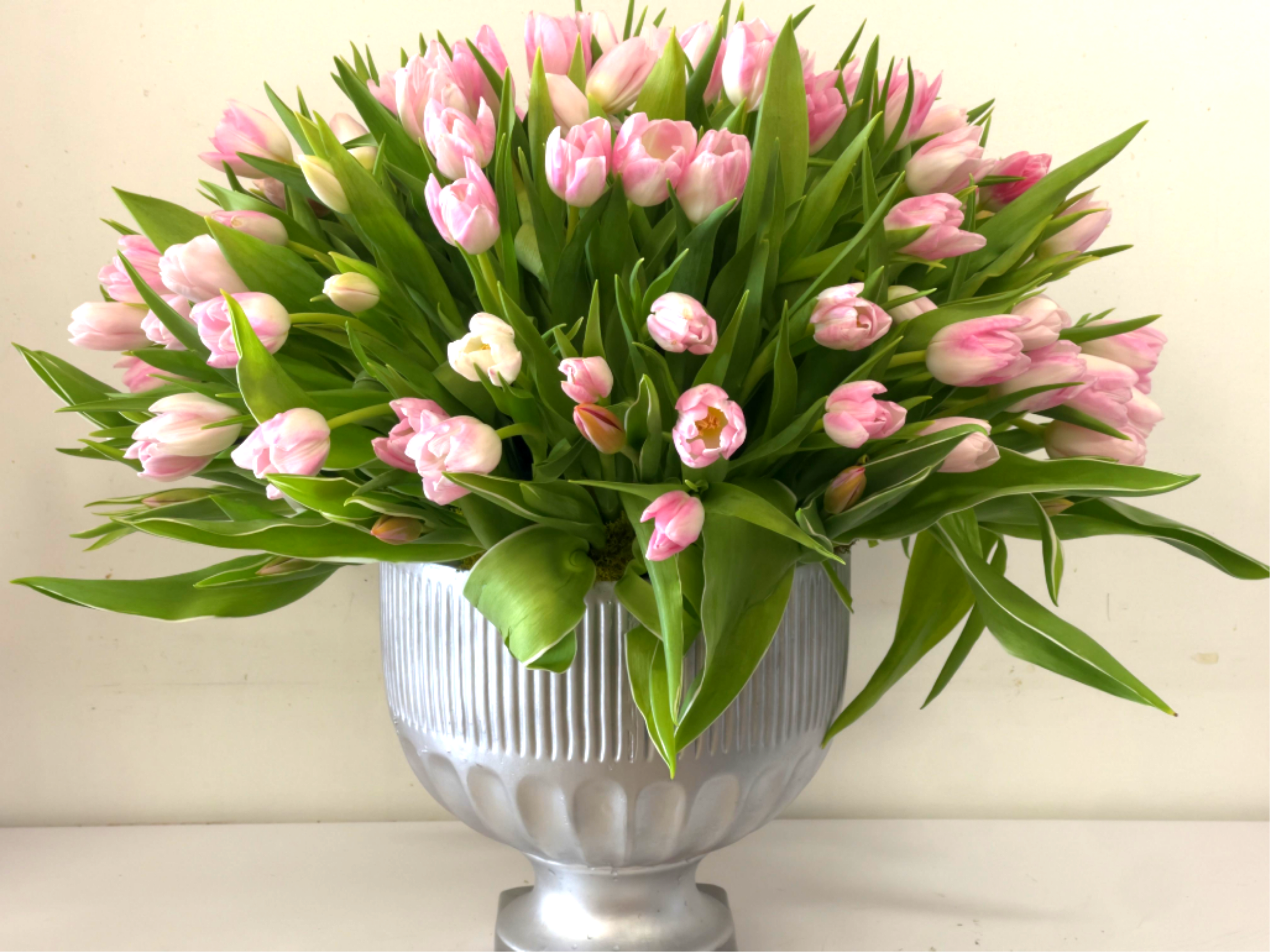 Pink tulips arranged in a silver vase