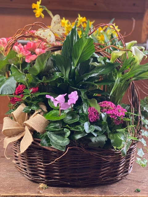 Mixed blooming plant basket with pink, yellow, and white flowers in a woven container