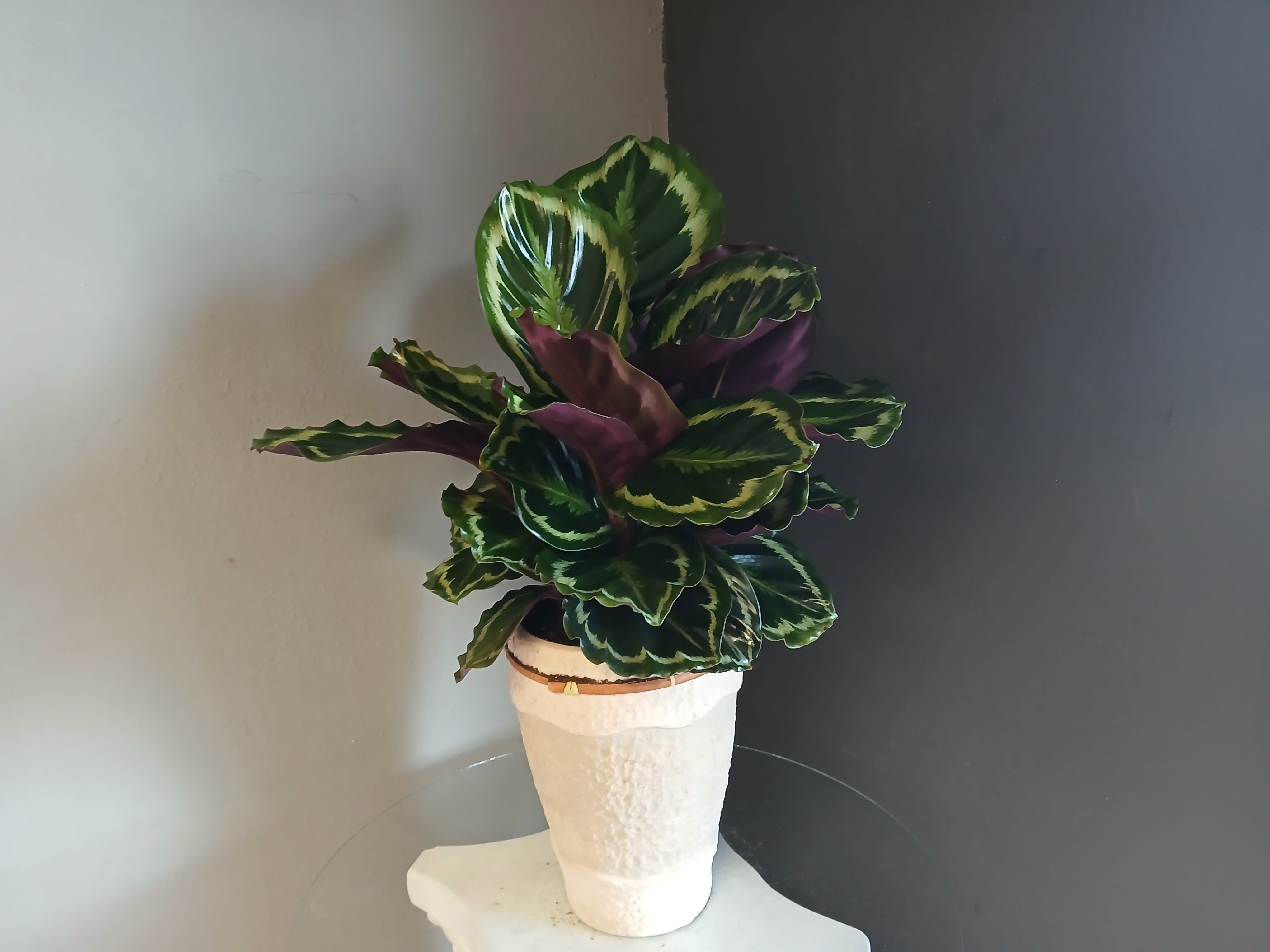 Clathia #800 - Stunning green plant with pink underleaves in a gray and white pot