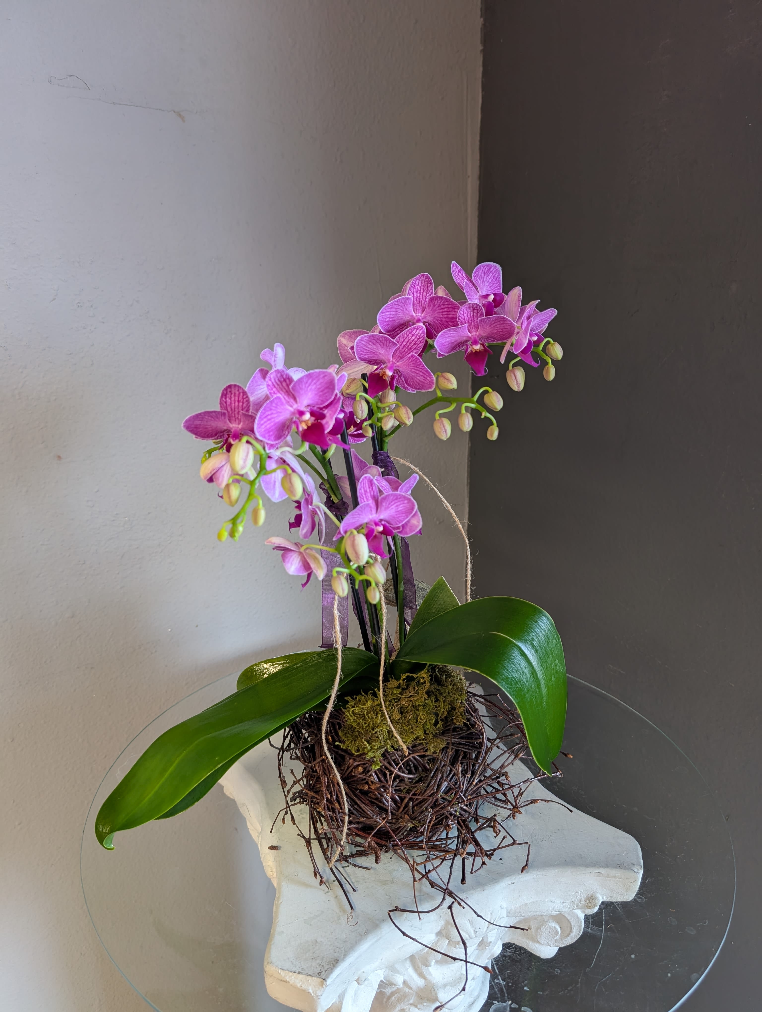 Mini phalaenopsis orchid (birds nest #1)  - Mini phalaenopsis orchids, potted. 