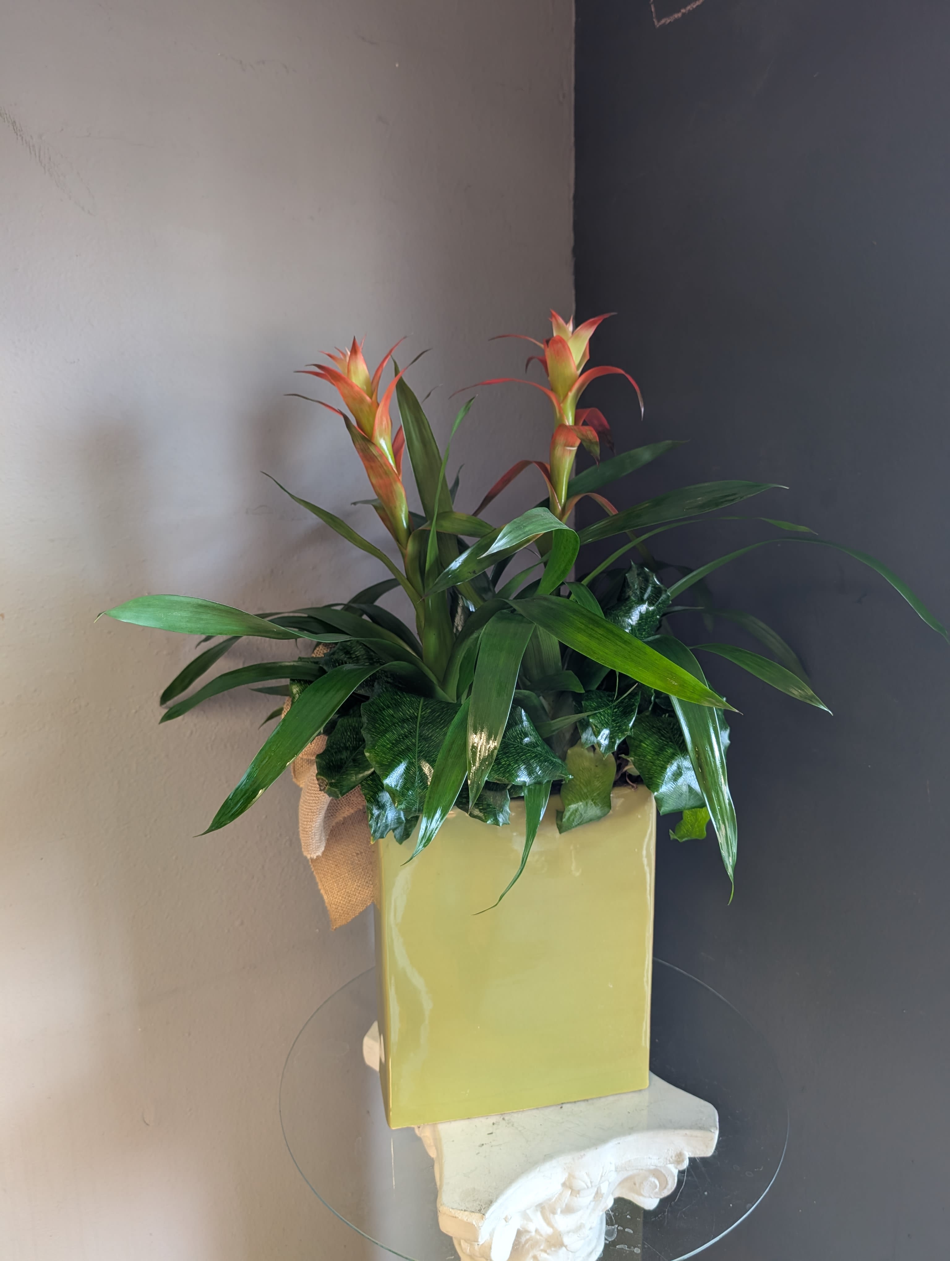 Bromeliads in the garden (tall green vase) - Potted bromeliads and green plants. 