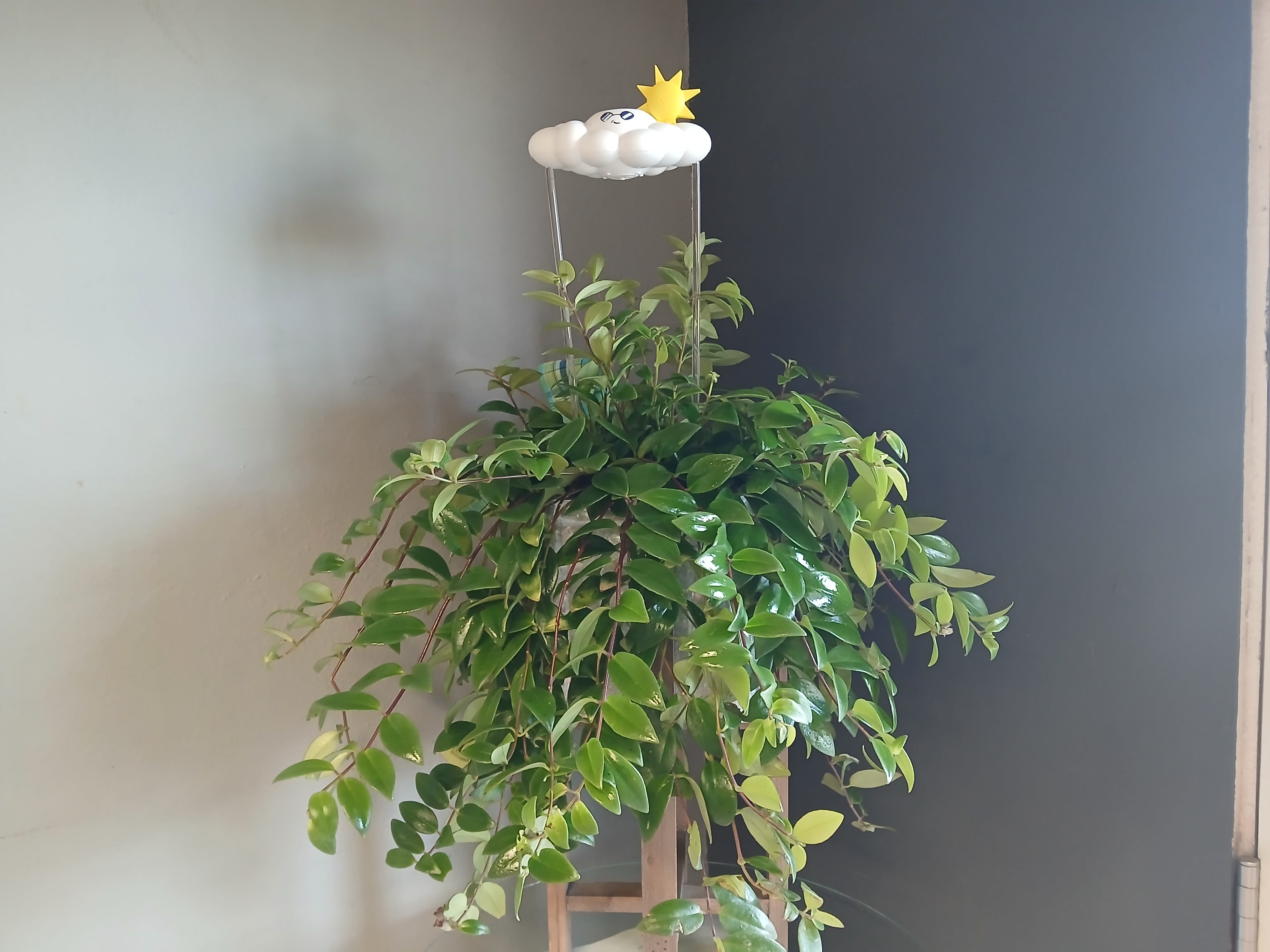 Linshe and Cooper - Overflowing leafy plant with Cooper the slow-watering cloud