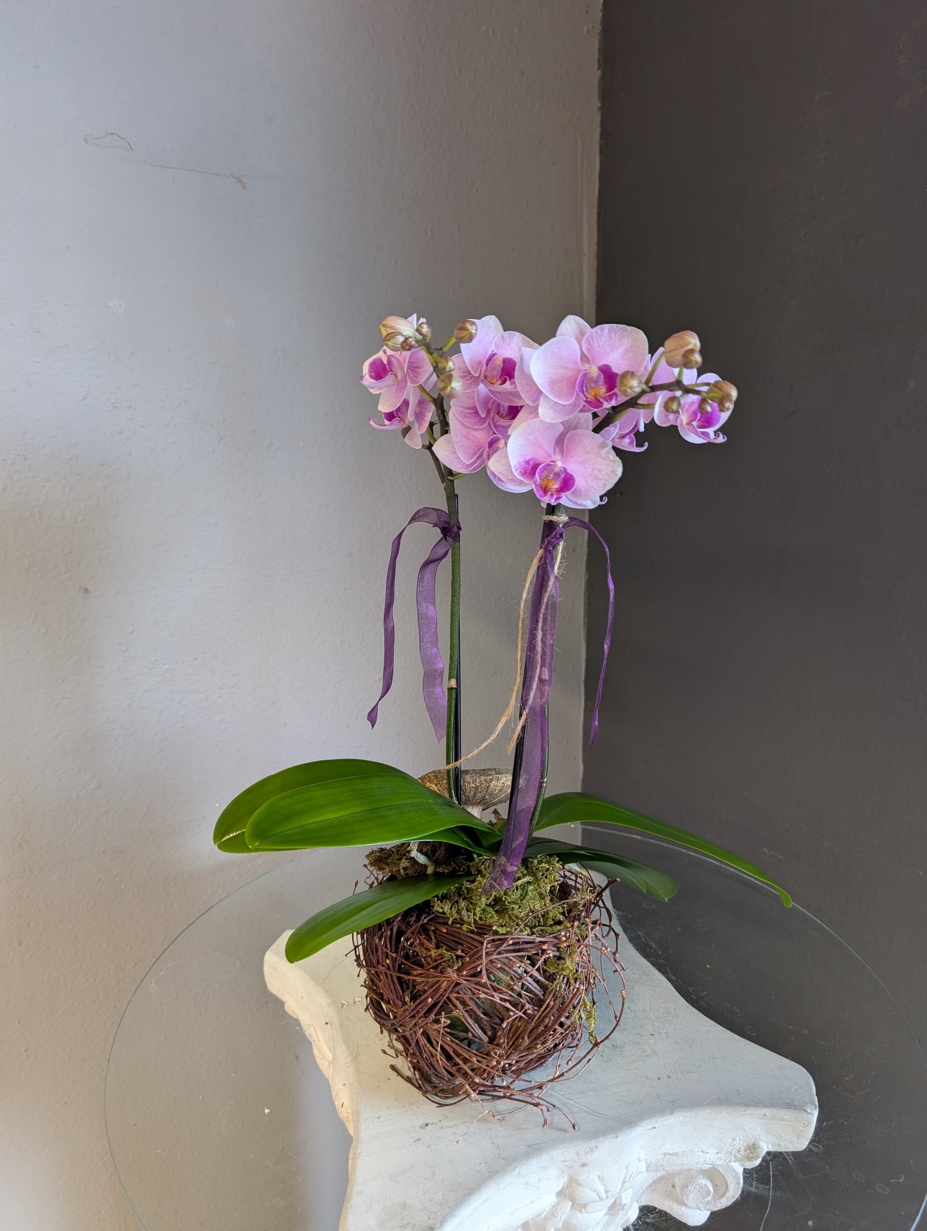 Mini phalaenopsis orchid (birds nest #2)  - Gorgeous mini phalaenopsis orchids. 