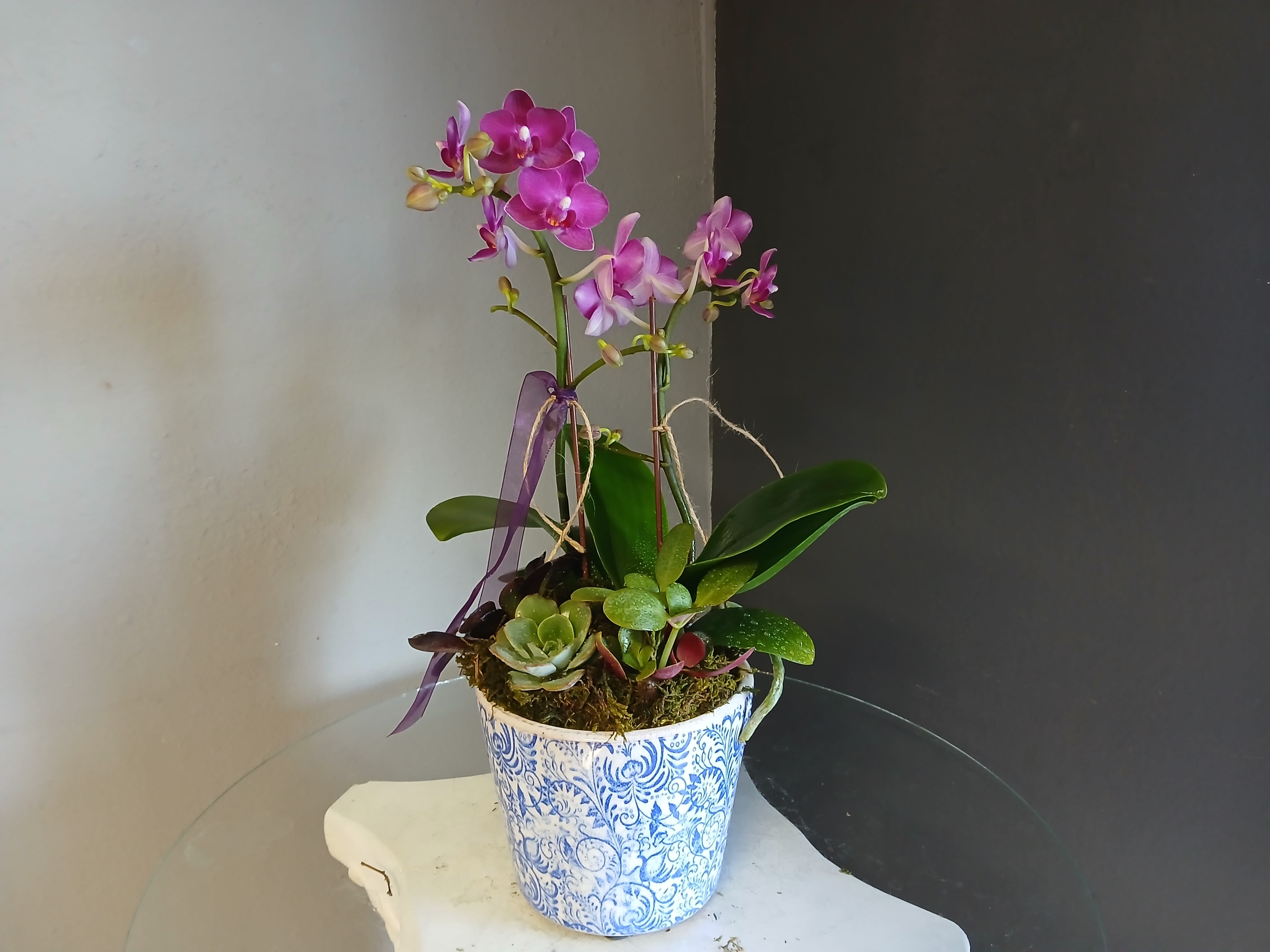 Orchid and Succulents  - Dainty purple orchid with succulents in a blue detailed pot.