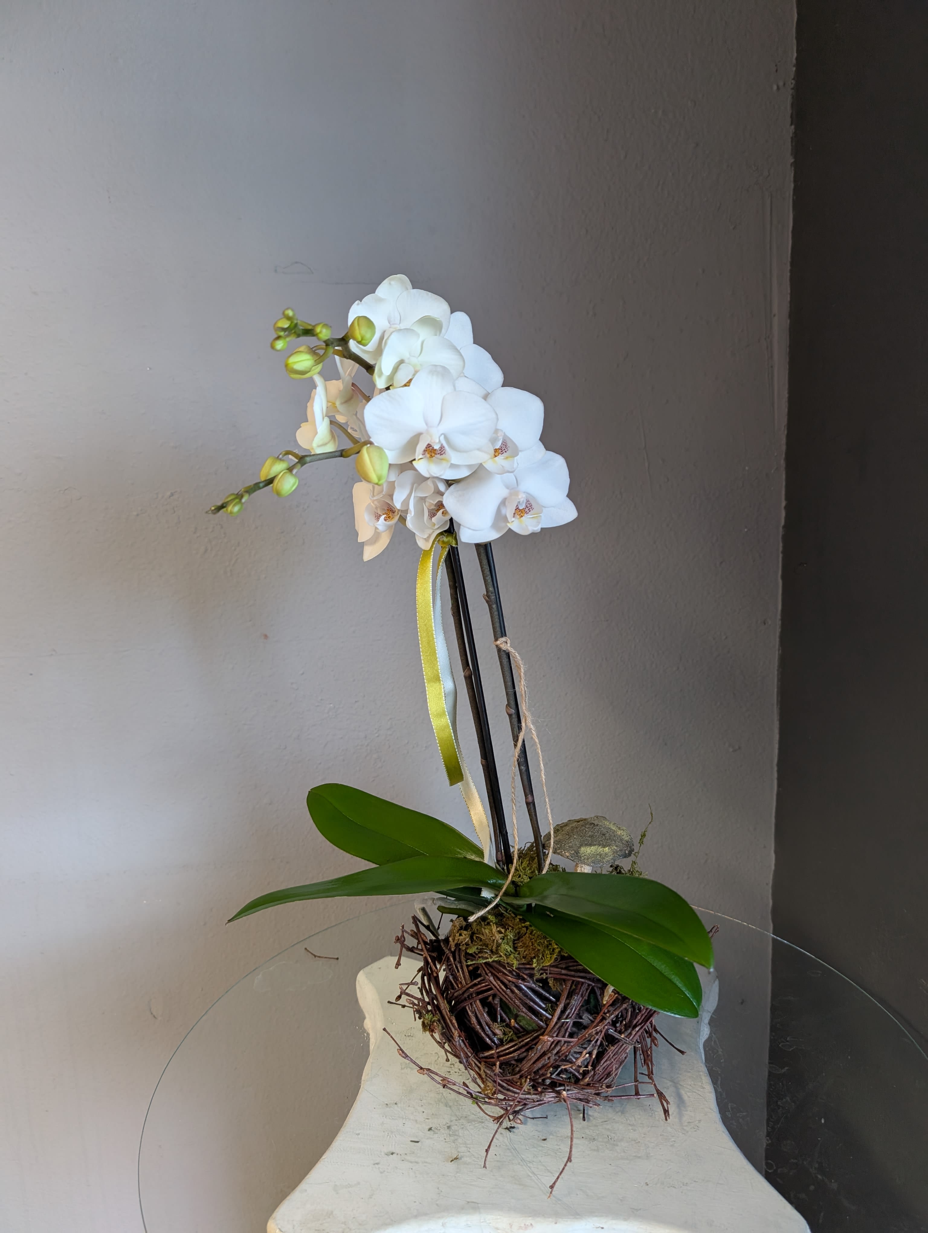 Mini phalaenopsis orchid (white, birds nest #3)  - Mini phalaenopsis orchid potted in a decorative birds nest. 