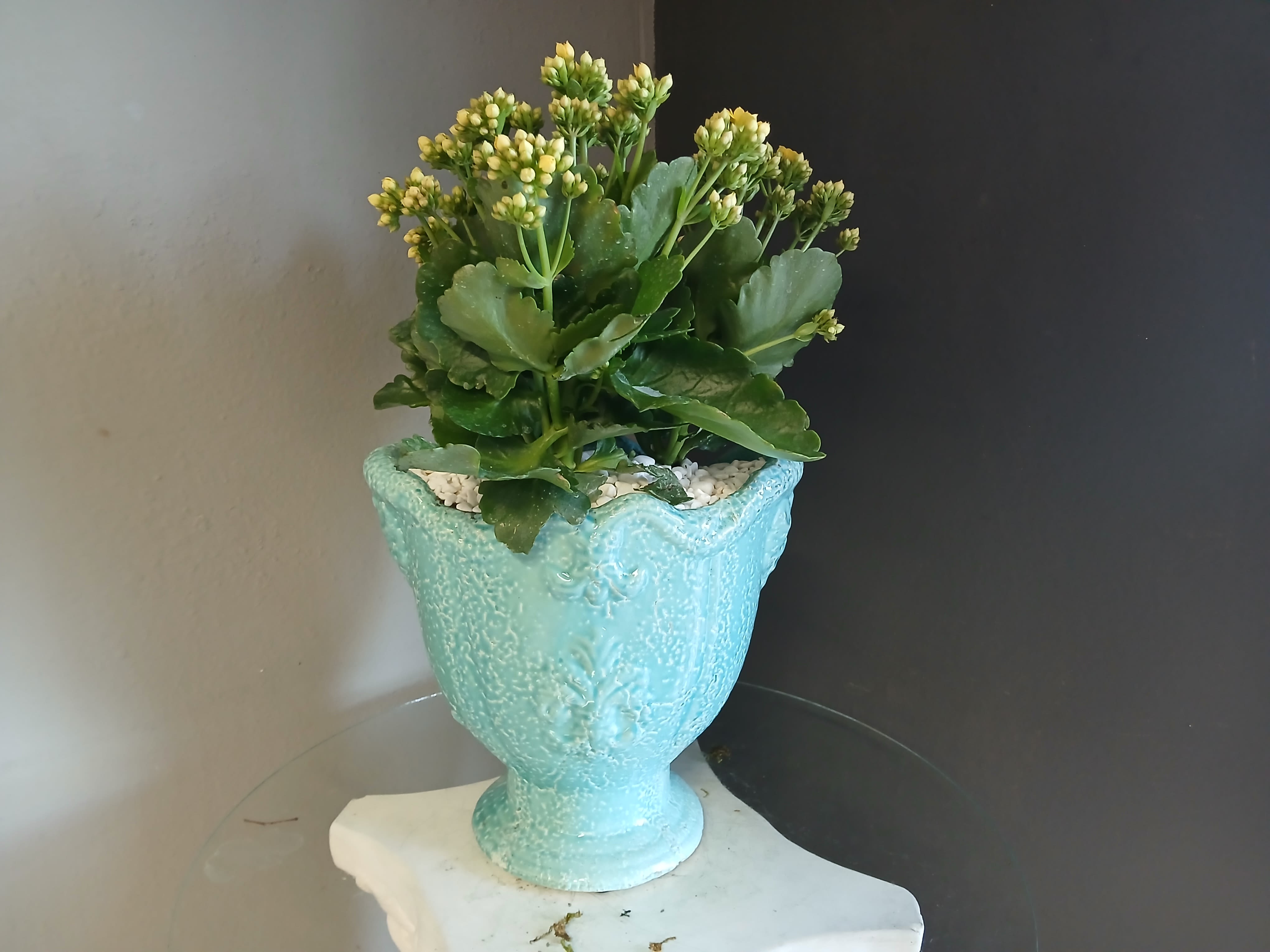 Kalanchoe #805 - Yellow blooming succulent.